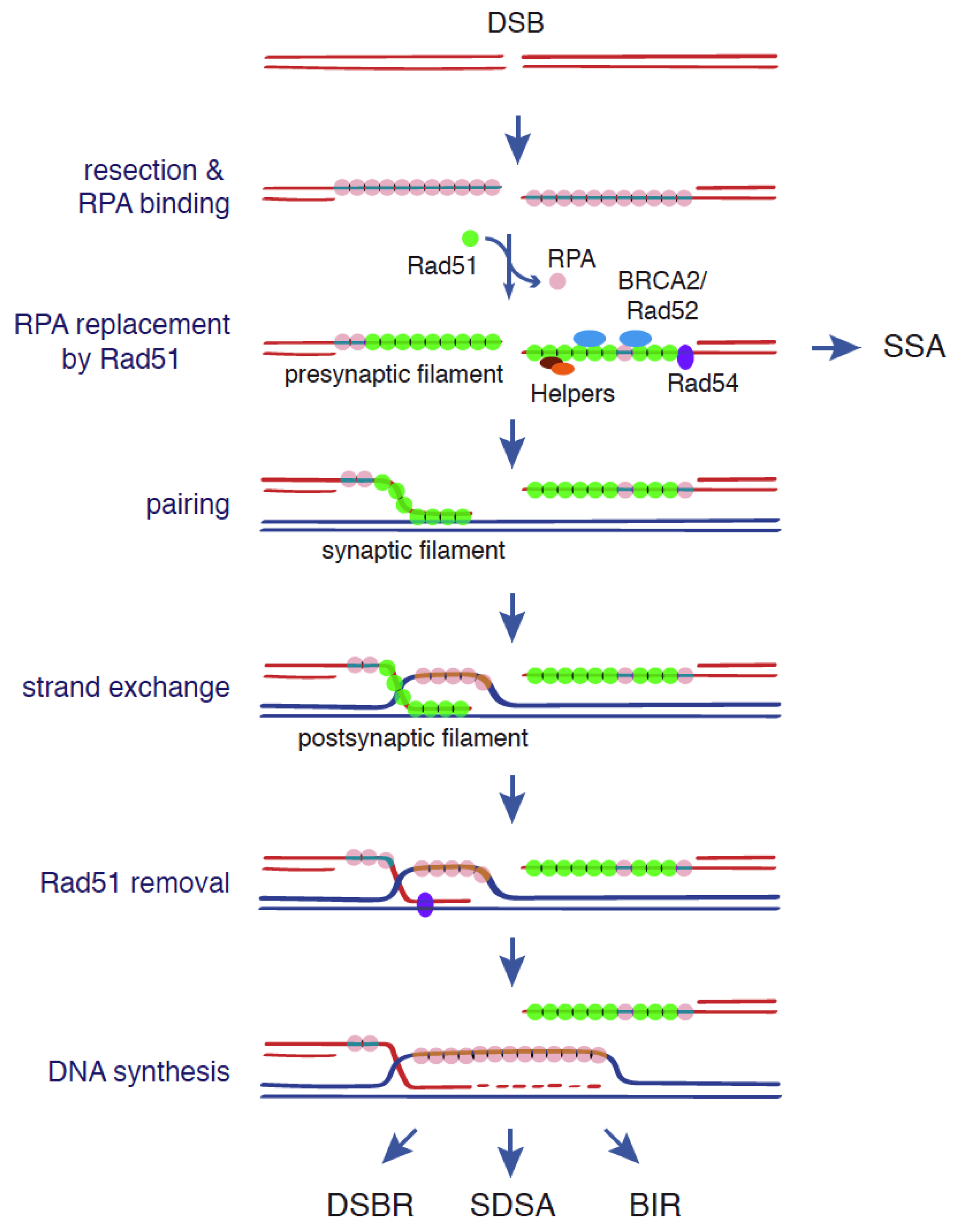 Genes 12 01550 g001 Genes 12 01550 g001