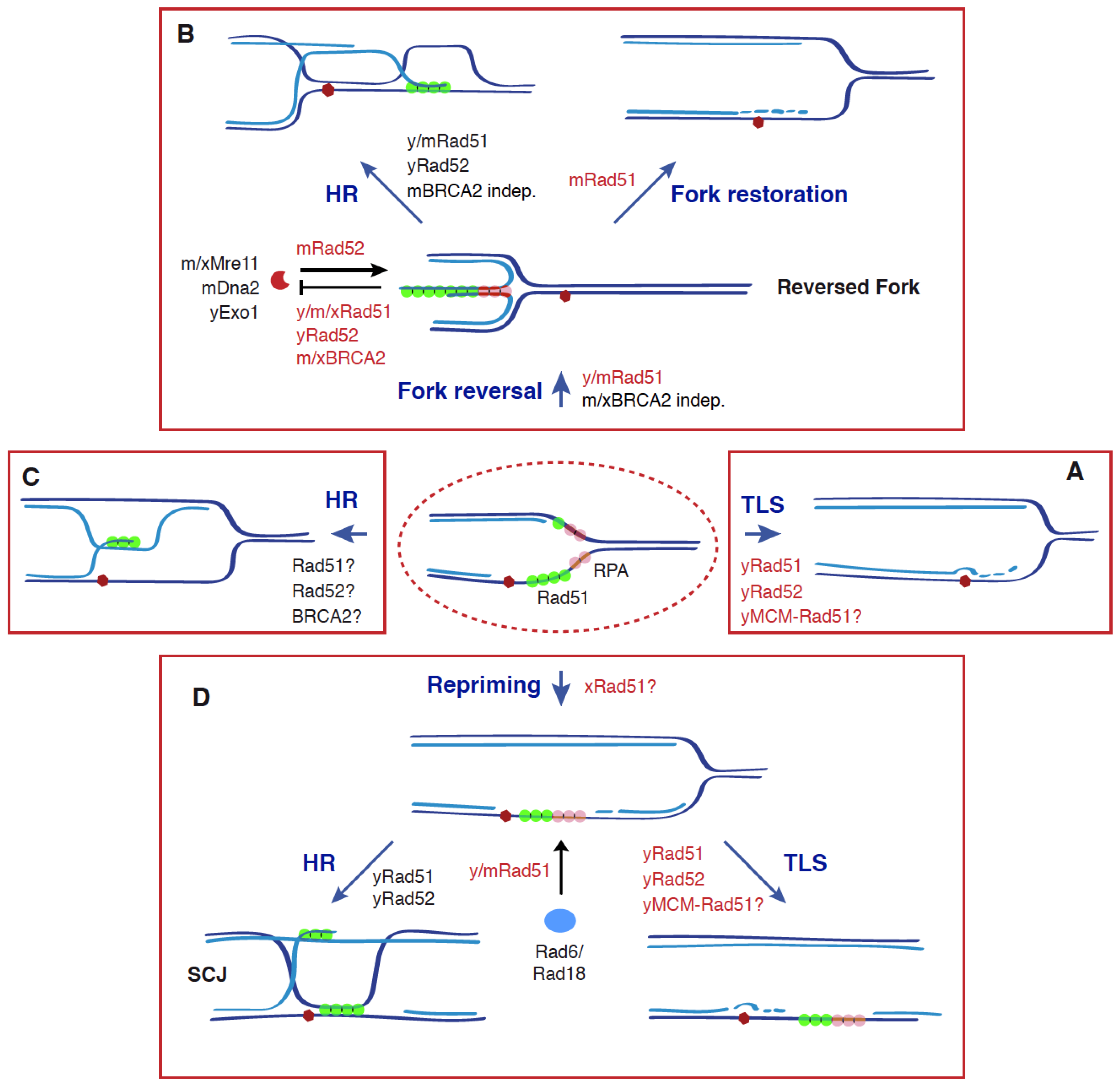 Genes 12 01550 g002 Genes 12 01550 g002