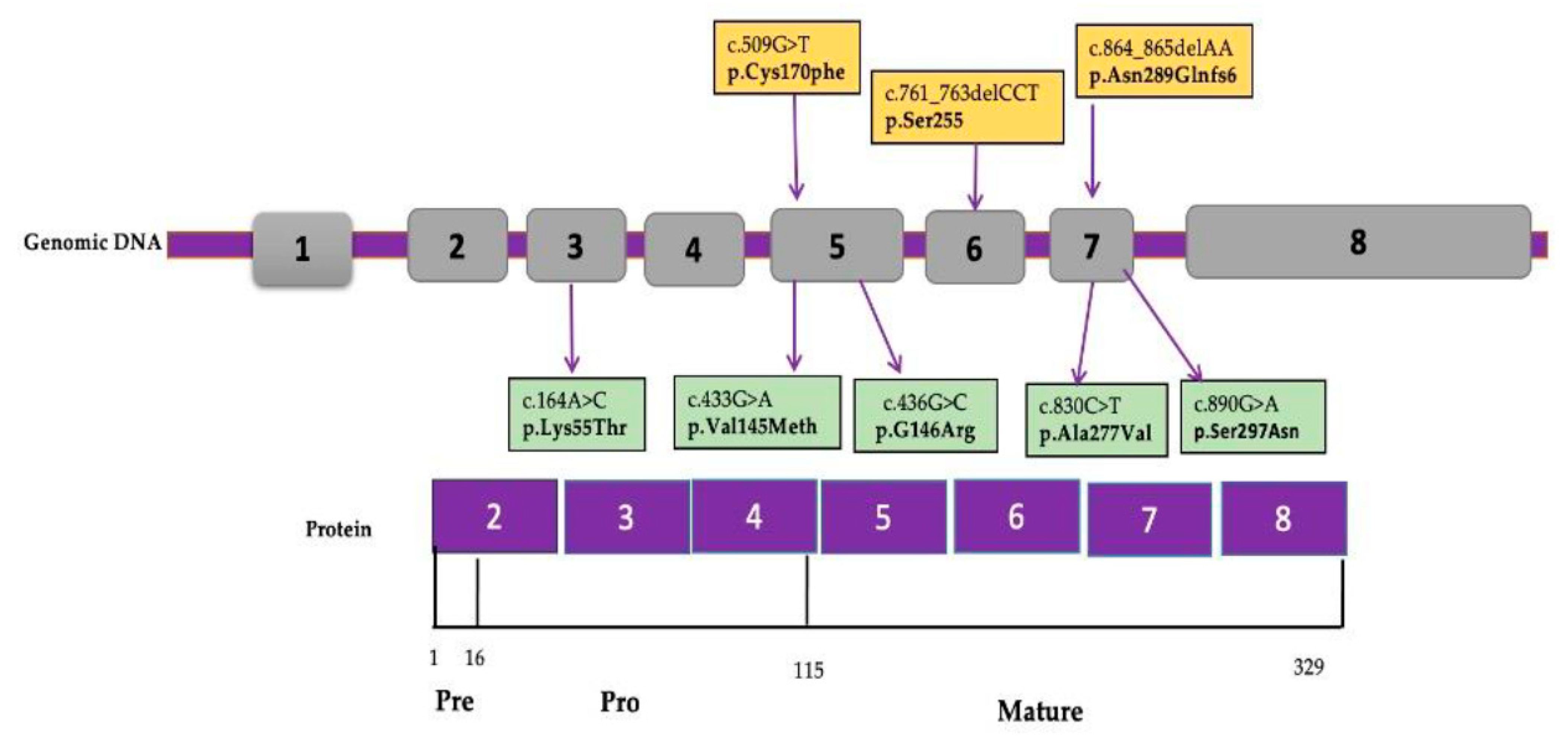 Genes 12 01552 g004 Genes 12 01552 g004