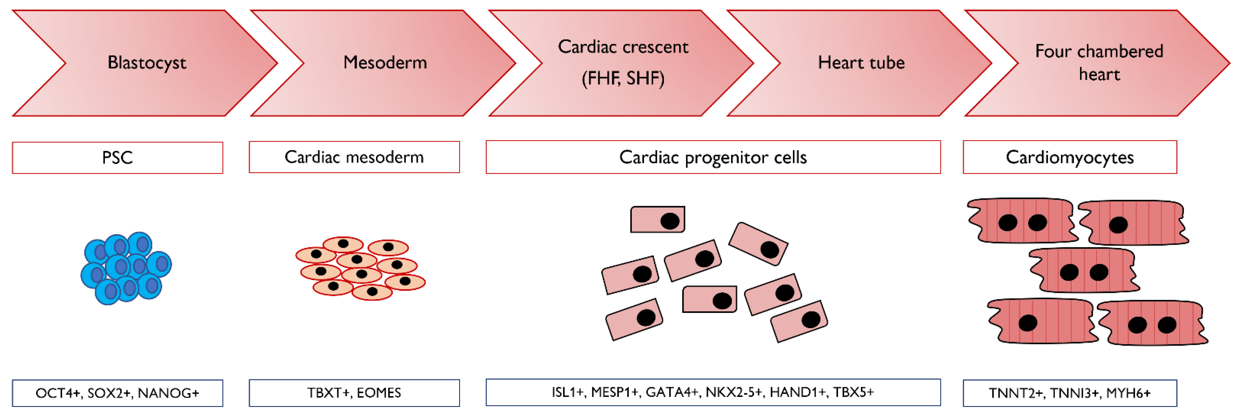 Genes 12 01564 g002 Genes 12 01564 g002