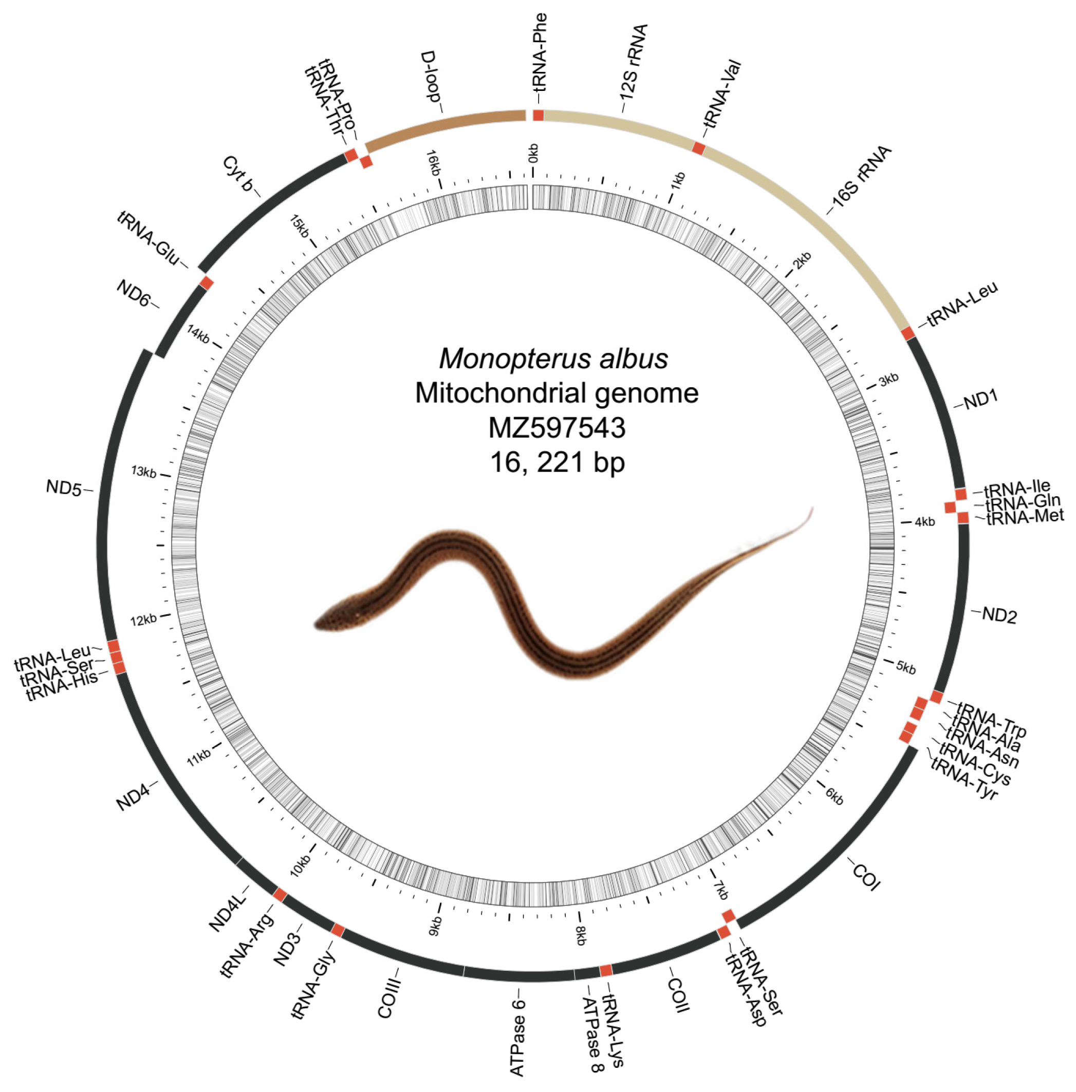 Genes 12 01567 g001 550