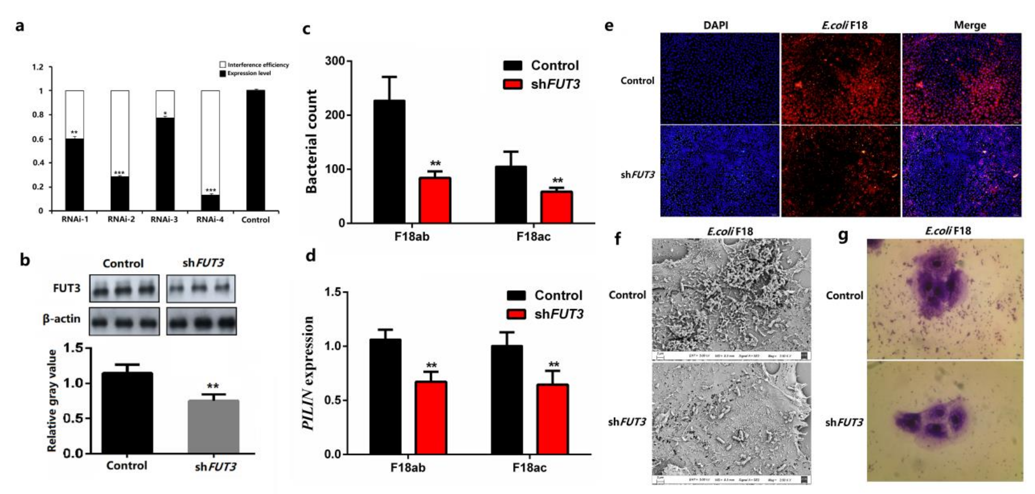 Genes 12 01586 g003 550