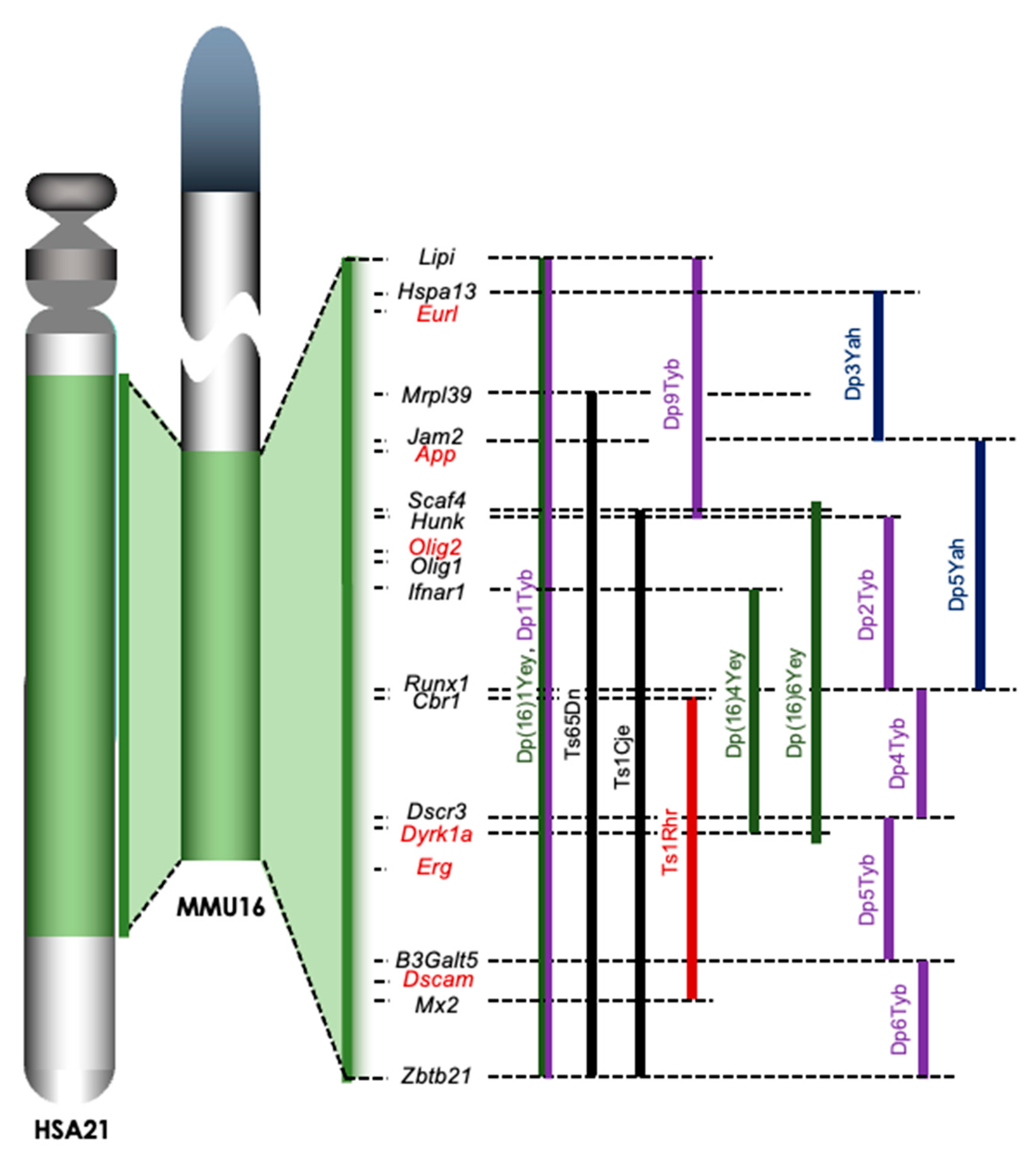 gene✱ai様 AAV vectors for specific and efficient gene expression in