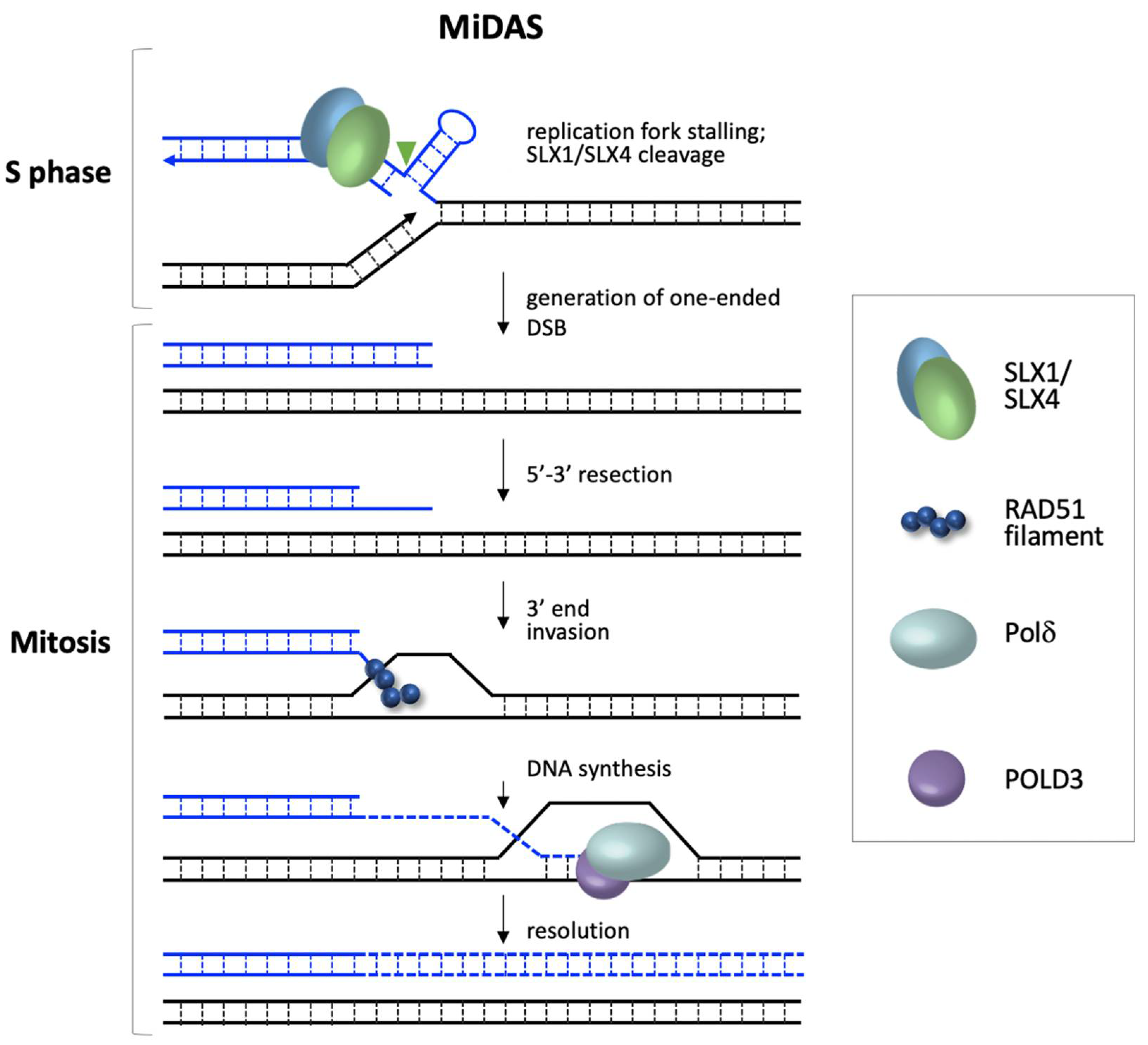 Genes 12 01633 g001
