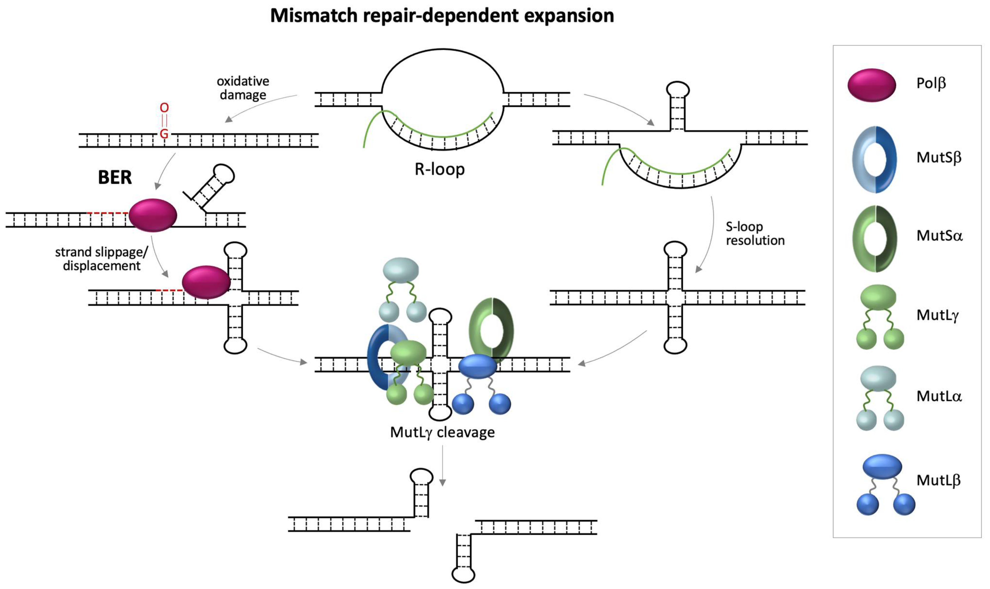 Genes 12 01633 g002