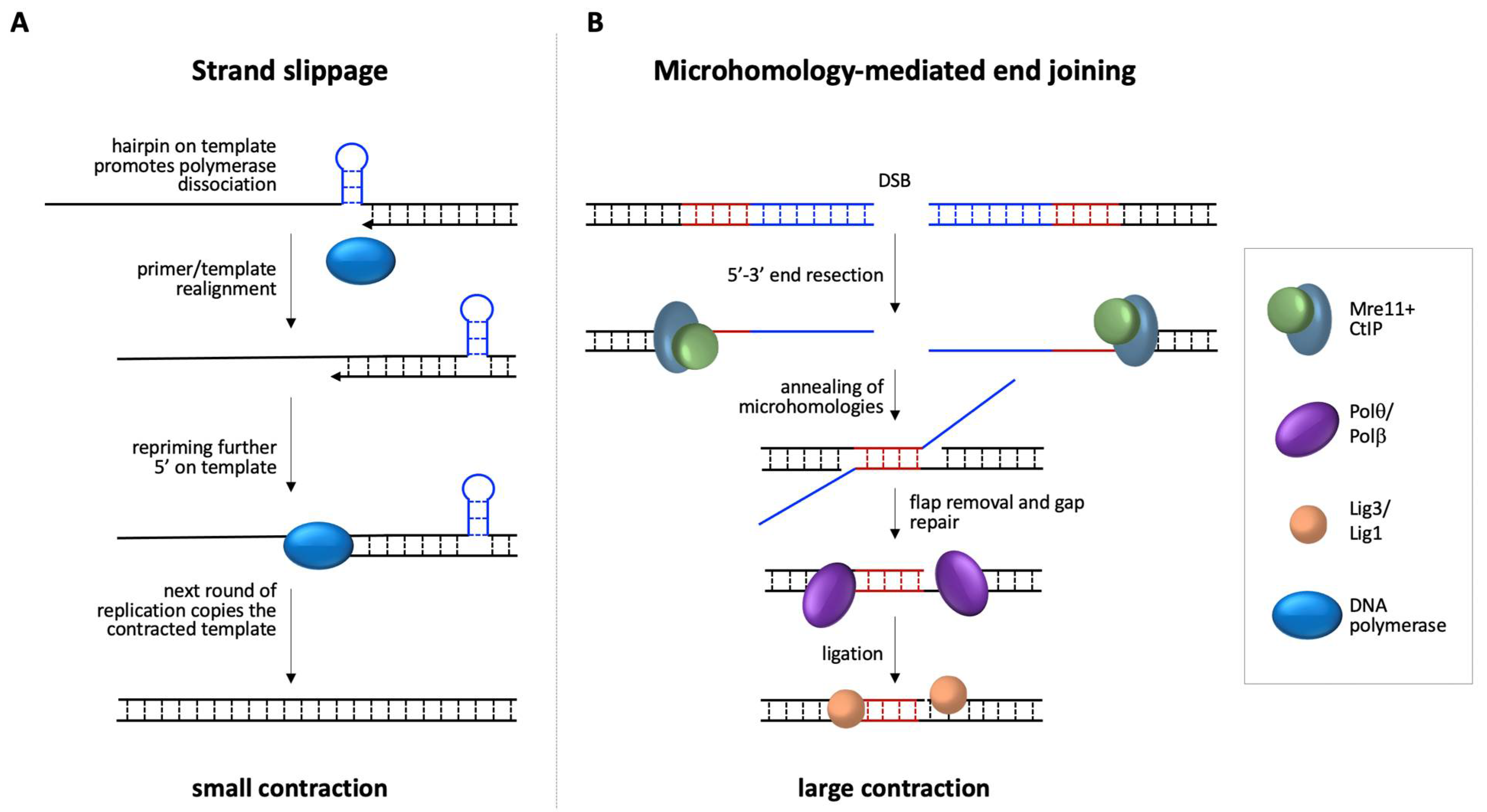 Genes 12 01633 g003