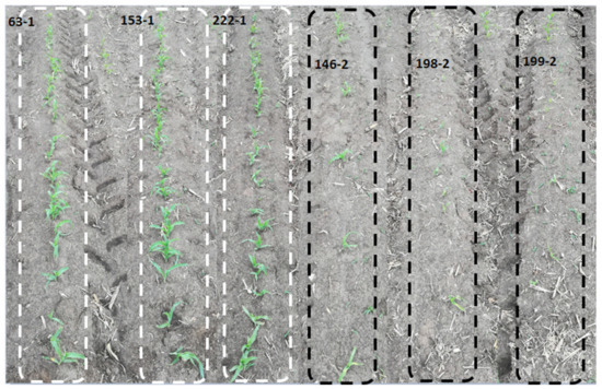Transcriptome Profiling of Maize (Zea mays L.) Leaves