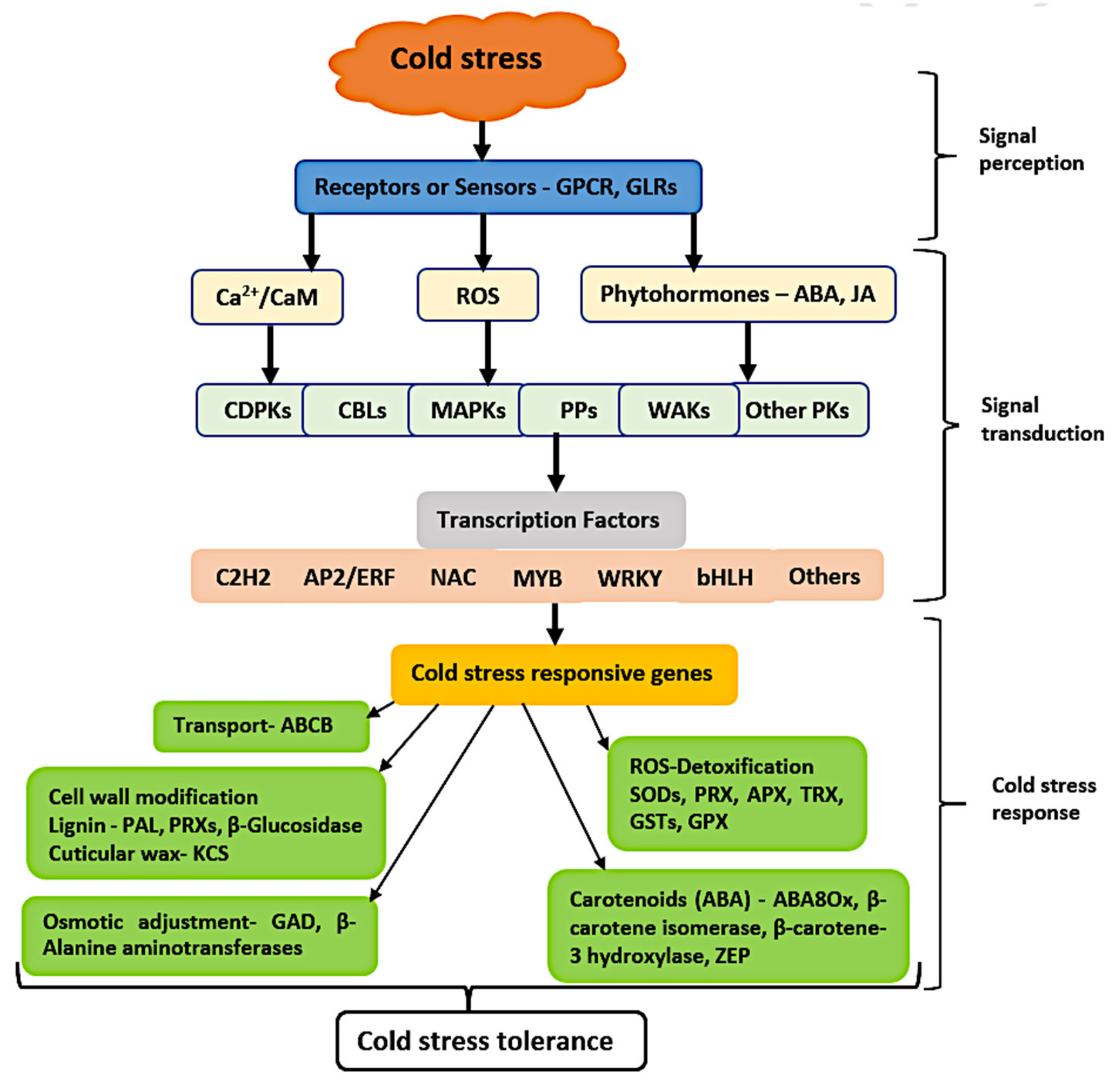 Genes 12 01638 g011 Genes 12 01638 g011