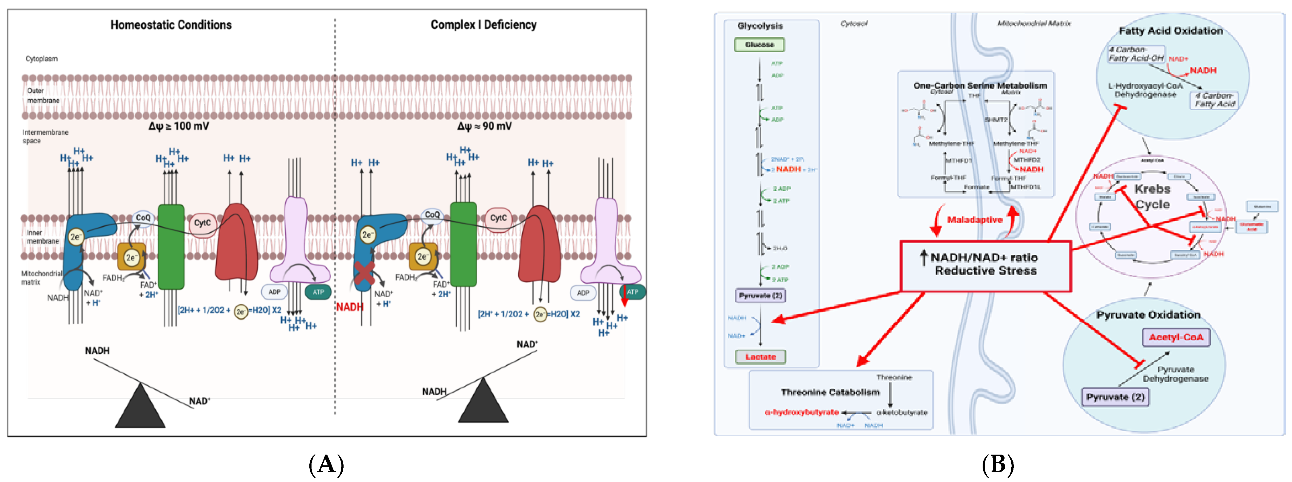 Genes 12 01668 g002 Genes 12 01668 g002
