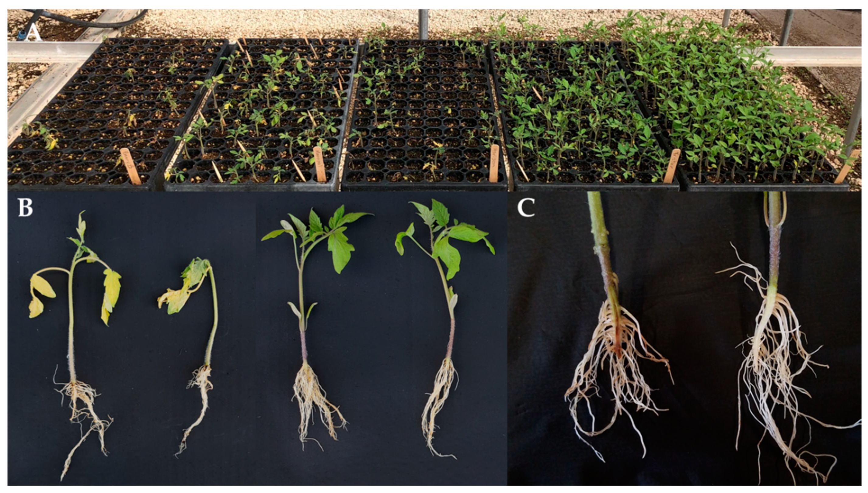 Genes 12 01673 g002 550