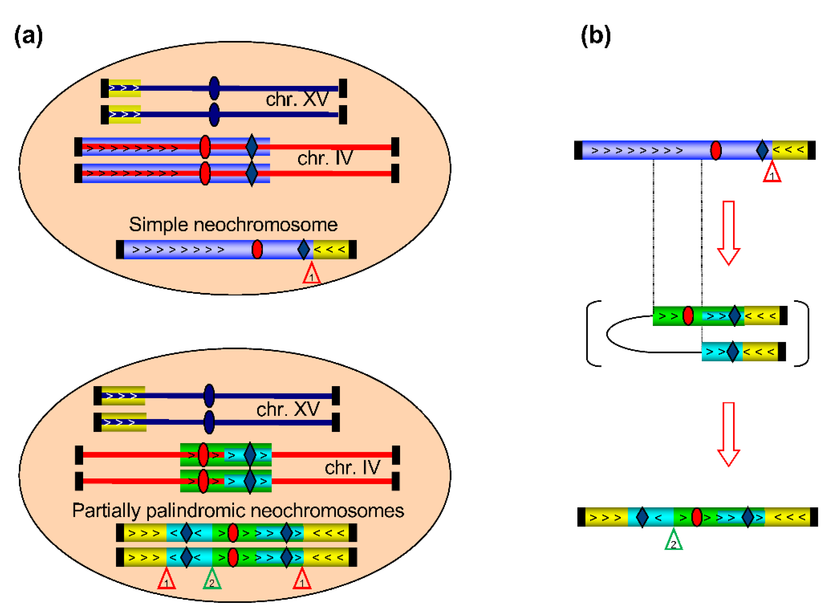 Genes 12 01678 g004 550