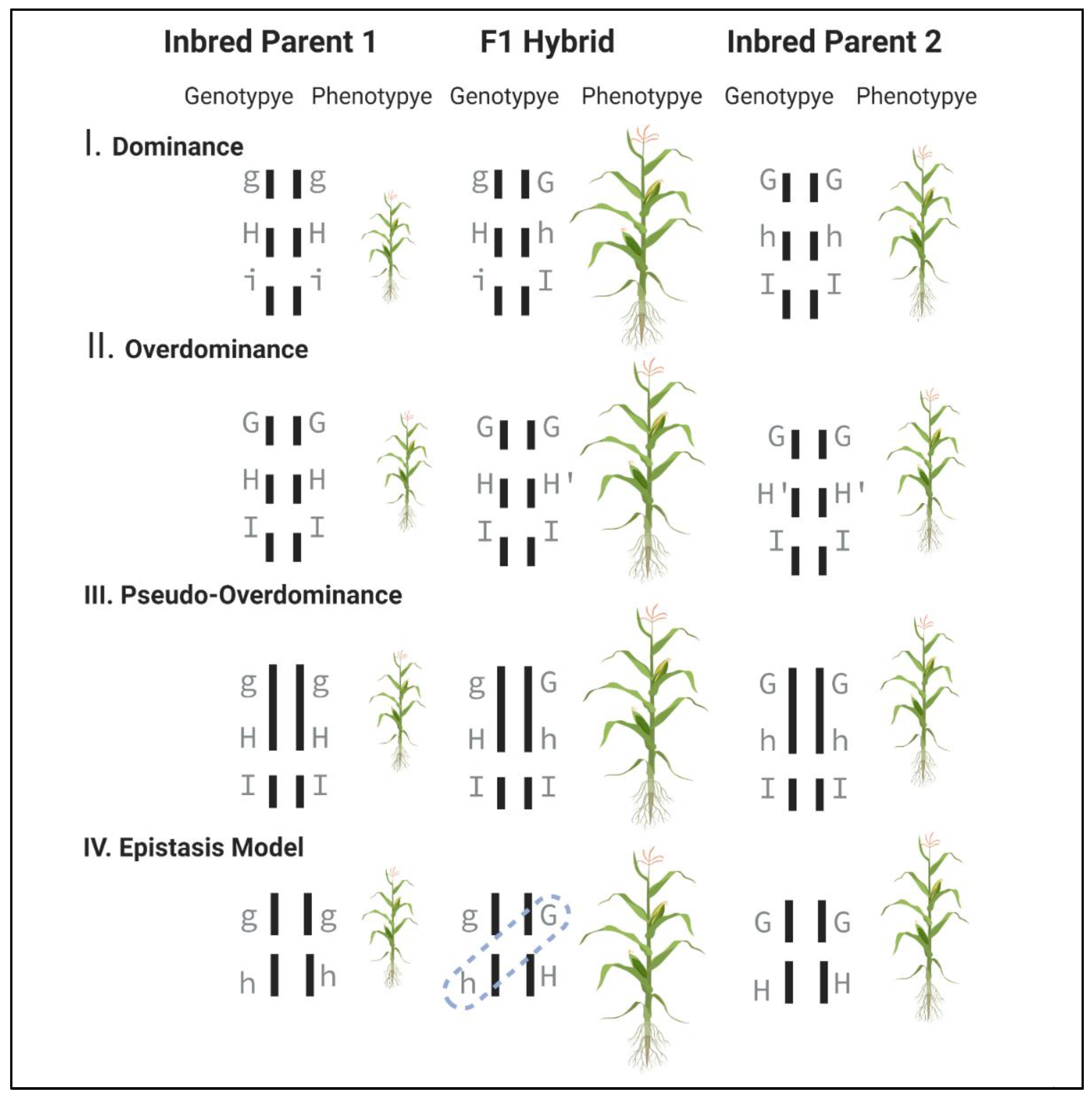 Genes 12 01688 g002 Genes 12 01688 g002