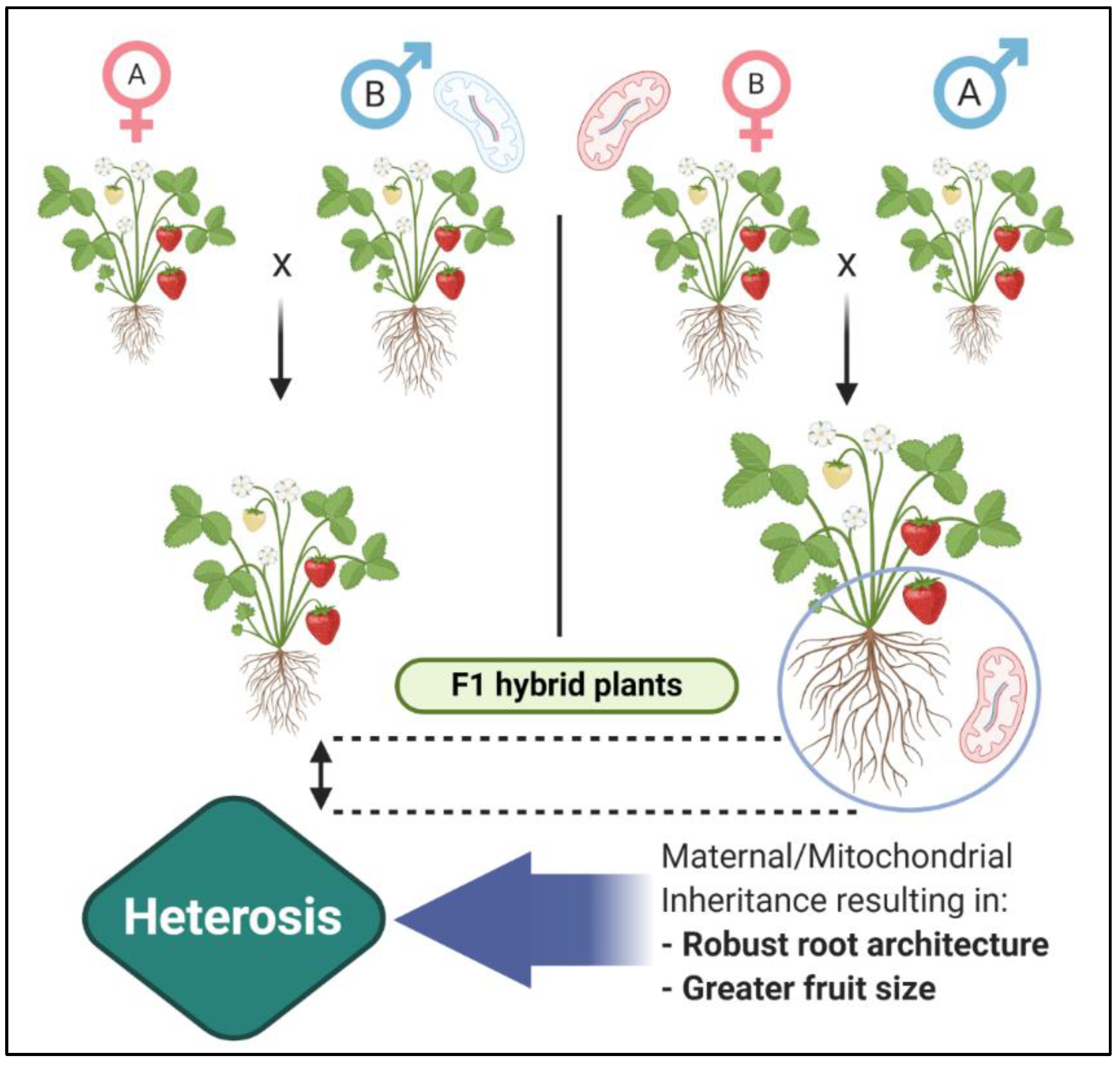 Genes 12 01688 g005 Genes 12 01688 g005