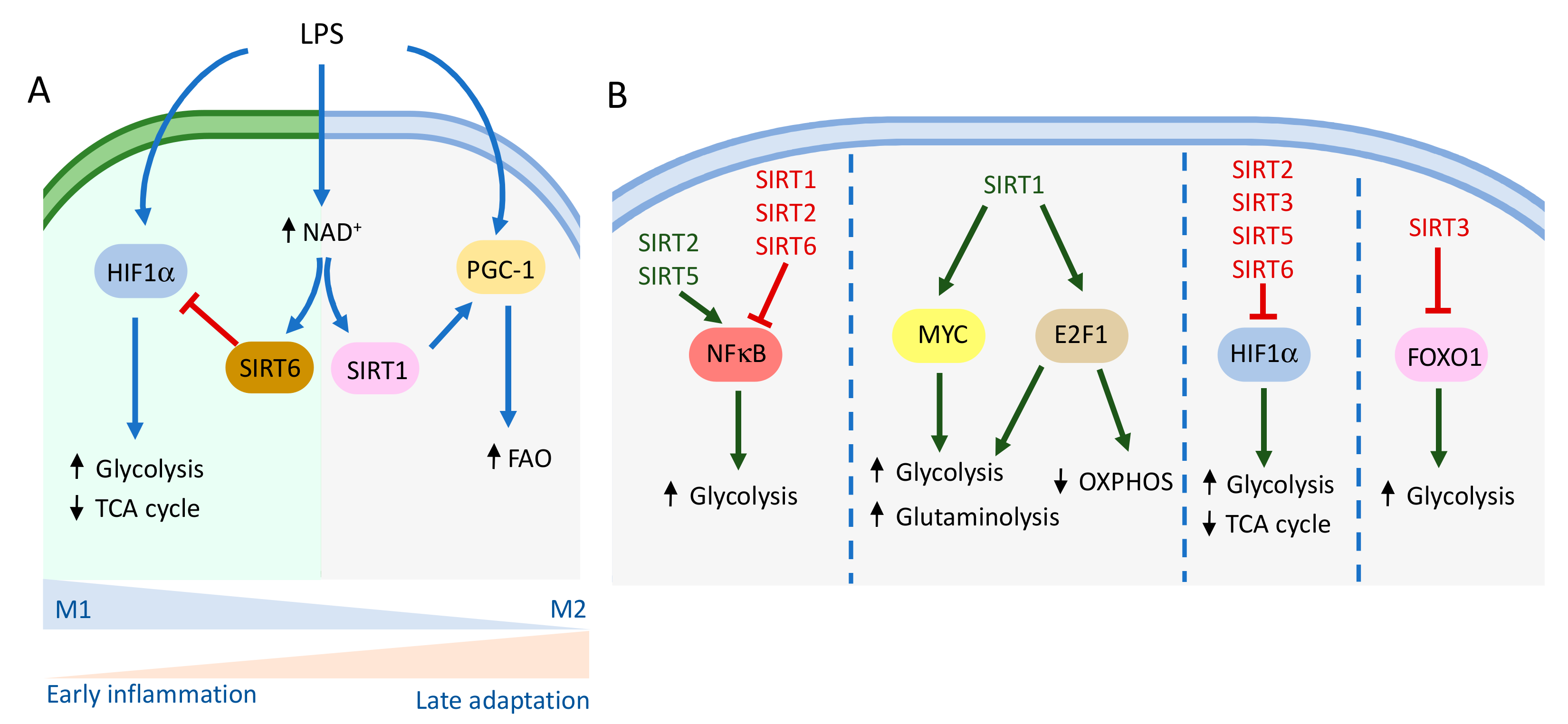Genes 12 01698 g001 550