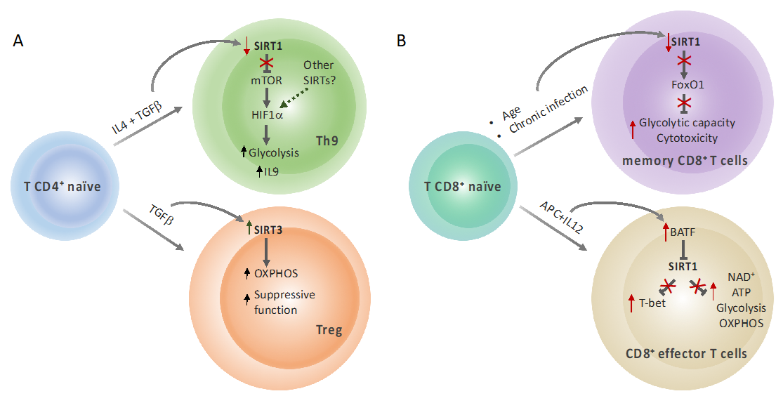 Genes 12 01698 g002 550