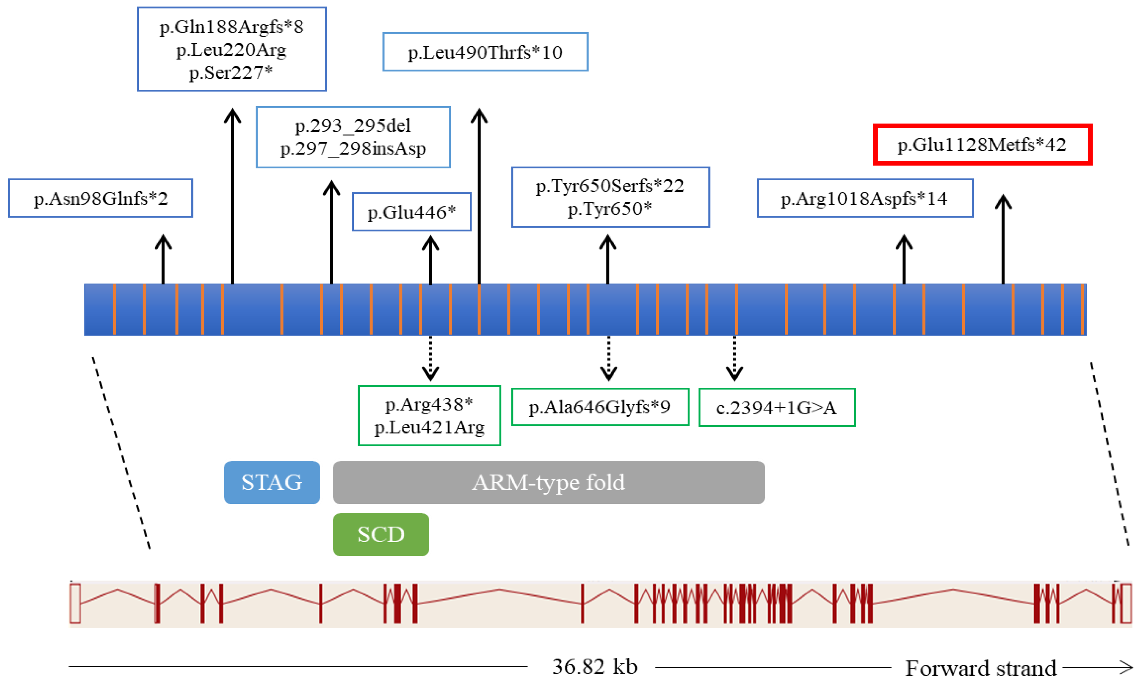Genes 12 01709 g003 Genes 12 01709 g003
