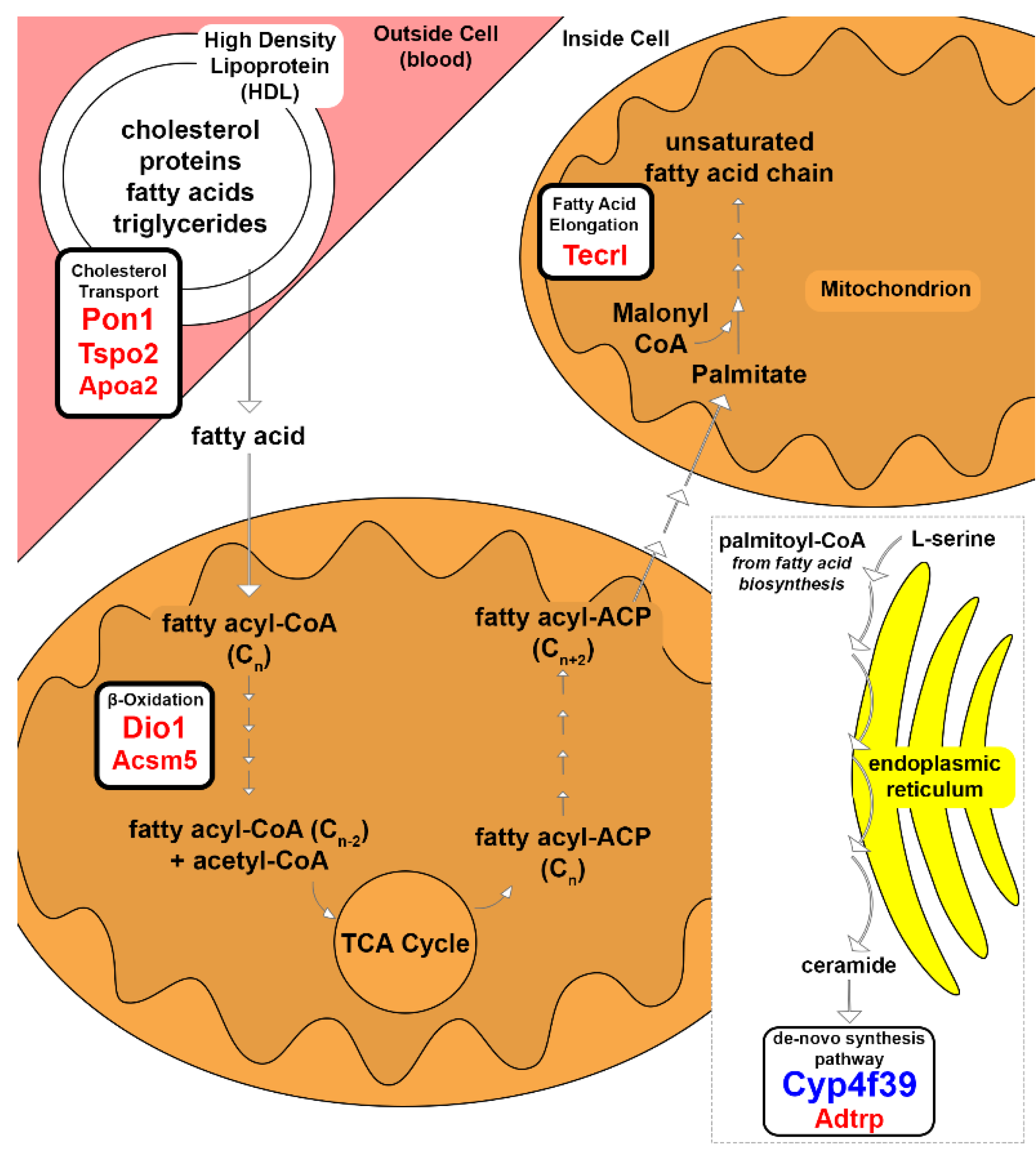 Genes 12 01718 g002 Genes 12 01718 g002