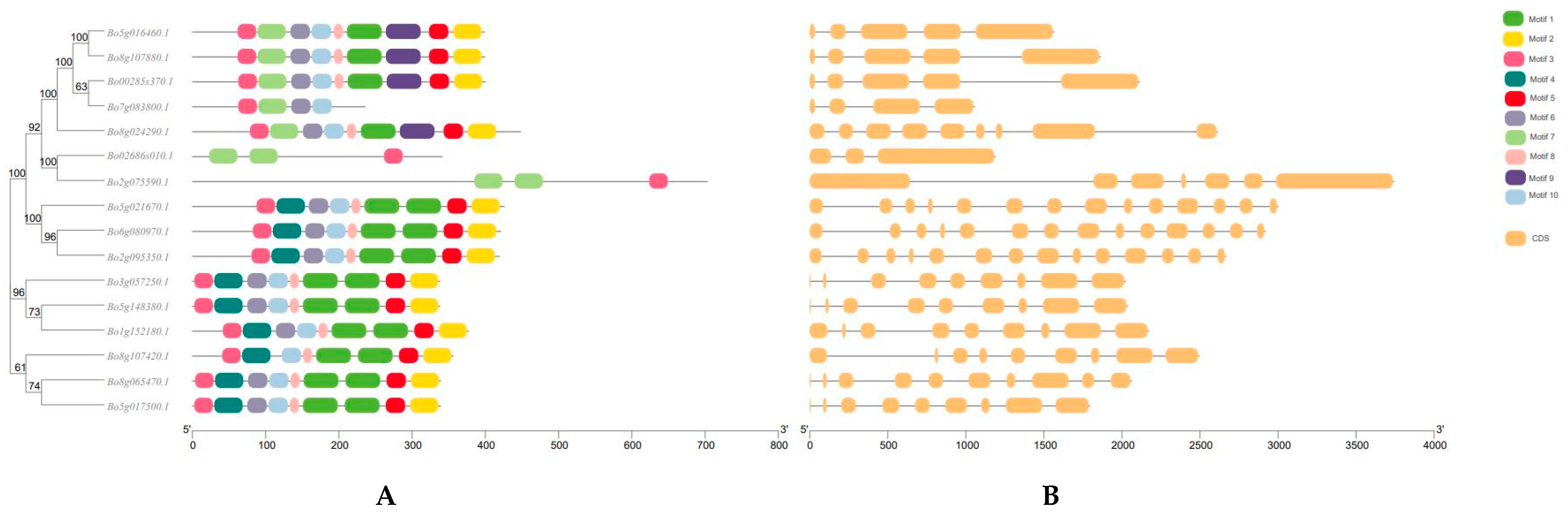 Genes 12 01719 g002 Genes 12 01719 g002