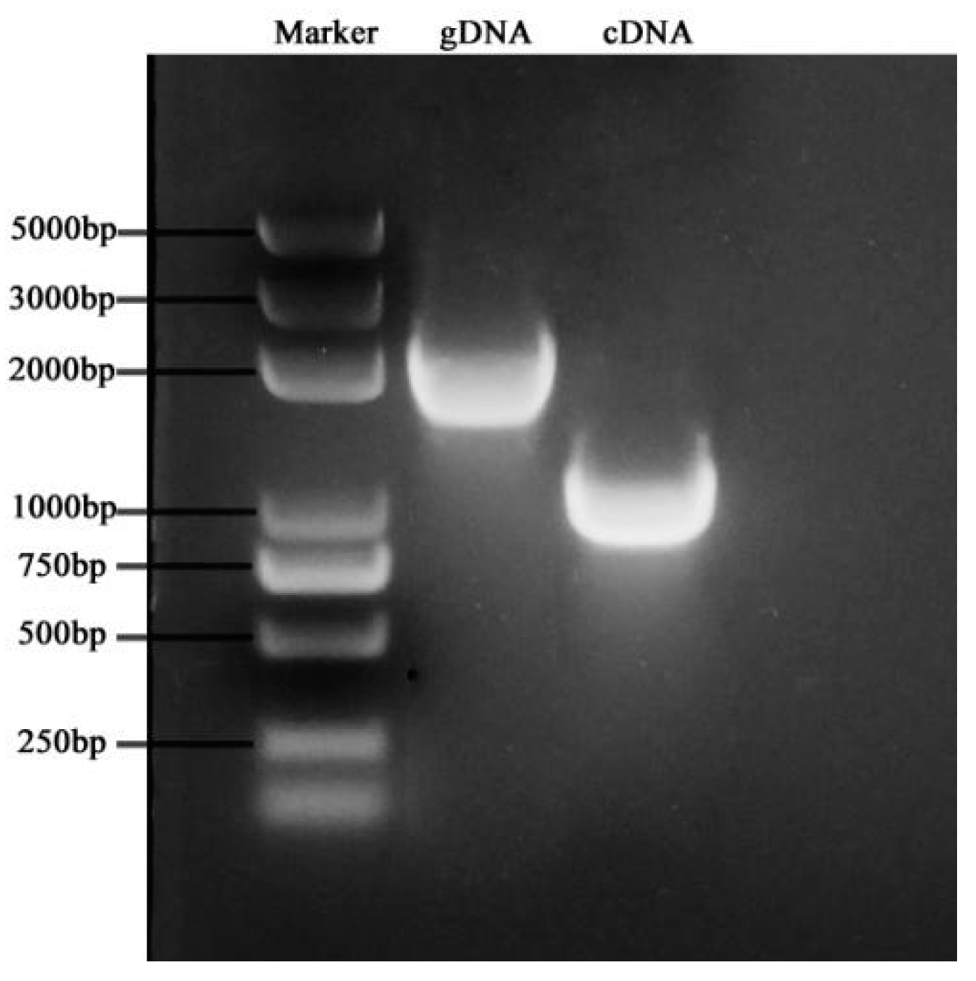 Genes 12 01719 g007 Genes 12 01719 g007