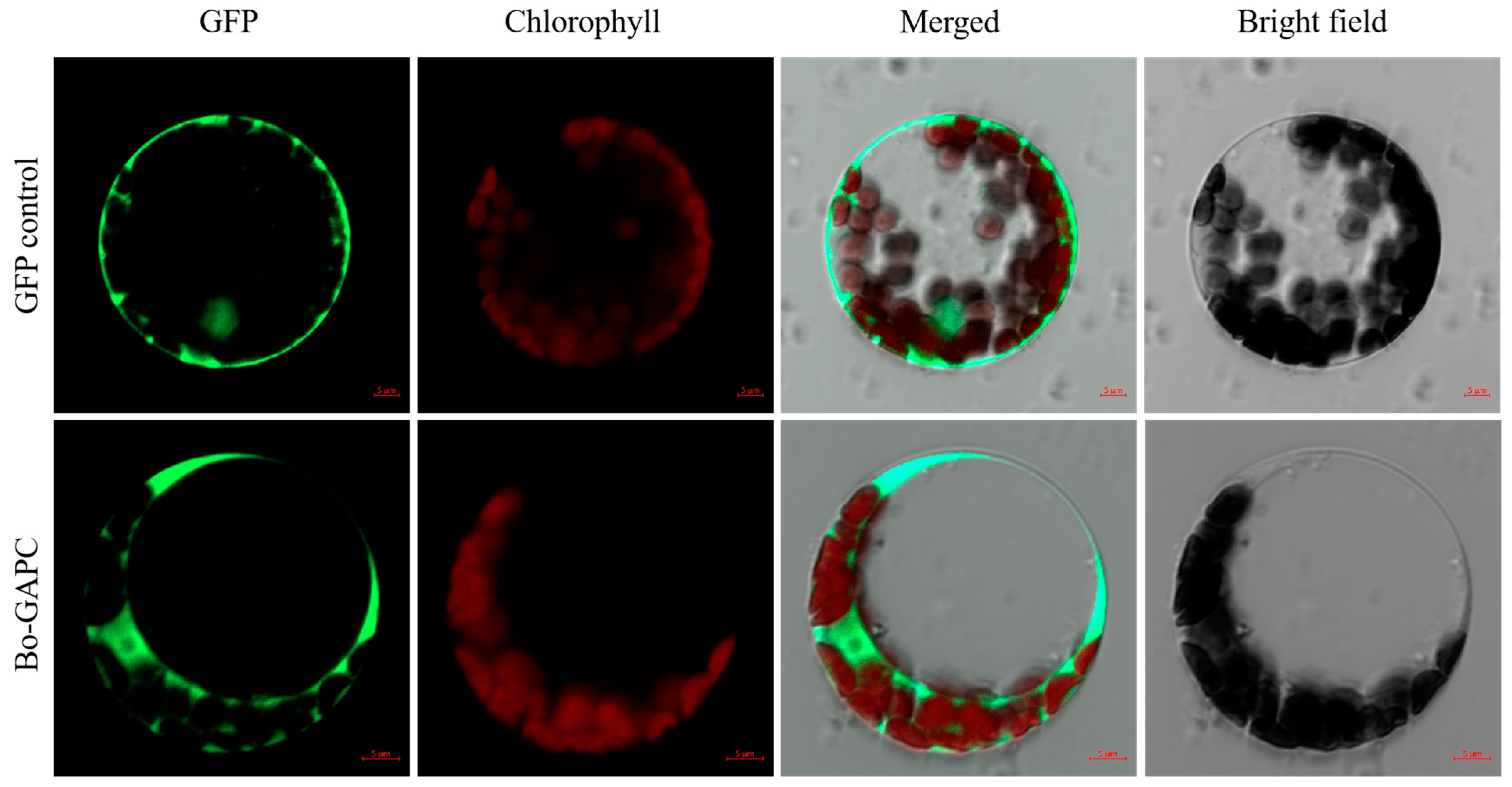 Genes 12 01719 g010 Genes 12 01719 g010