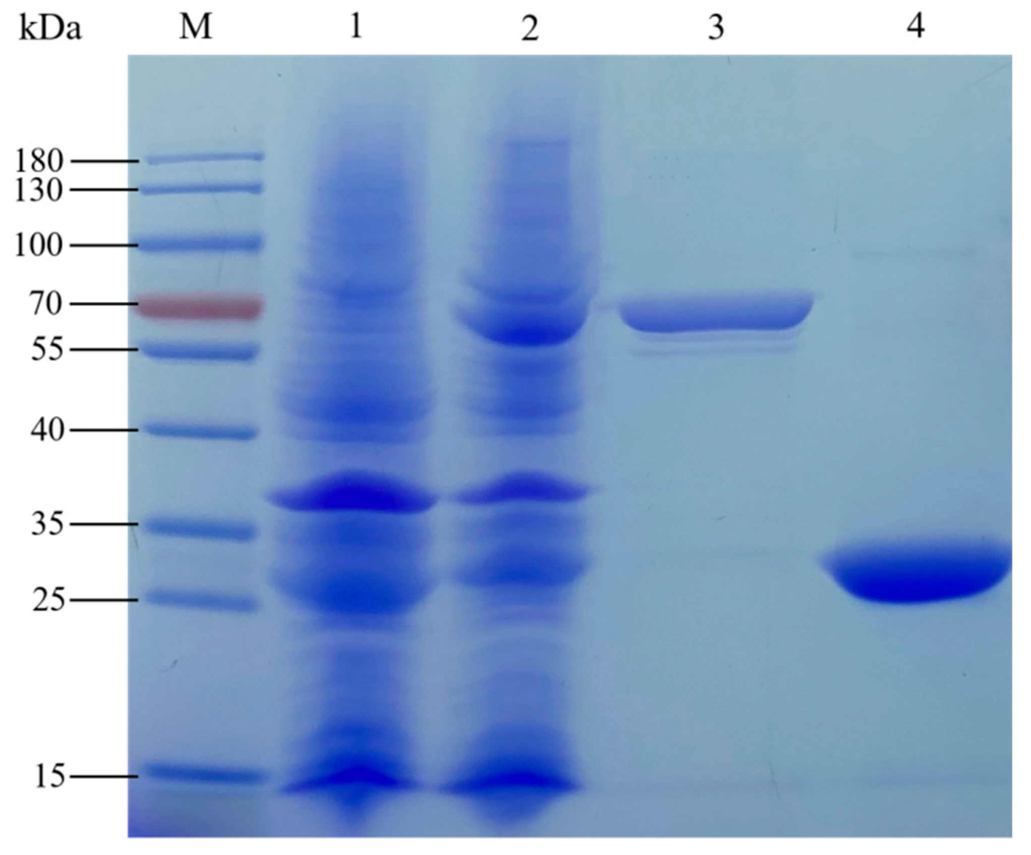 Genes 12 01719 g011 Genes 12 01719 g011