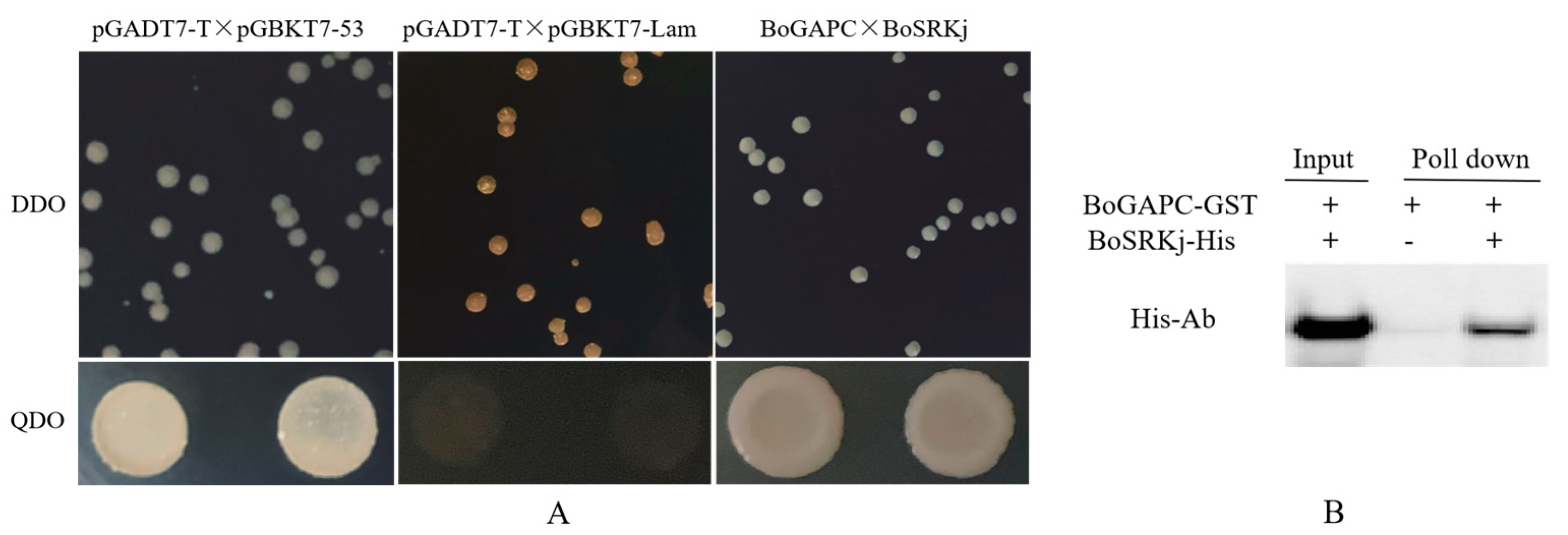 Genes 12 01719 g012 Genes 12 01719 g012