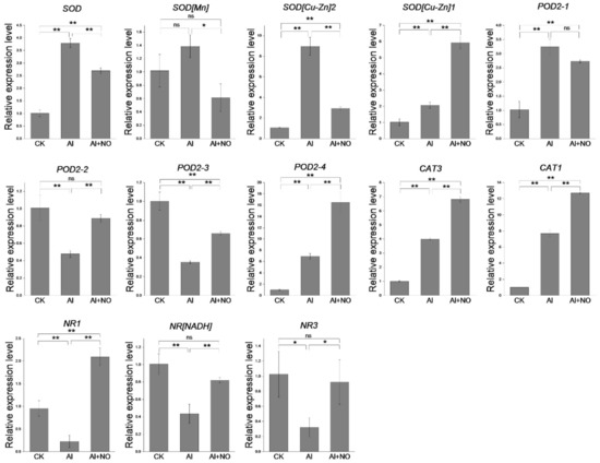 Transcriptome Profiling Reveals the Effects of Nitric Oxide