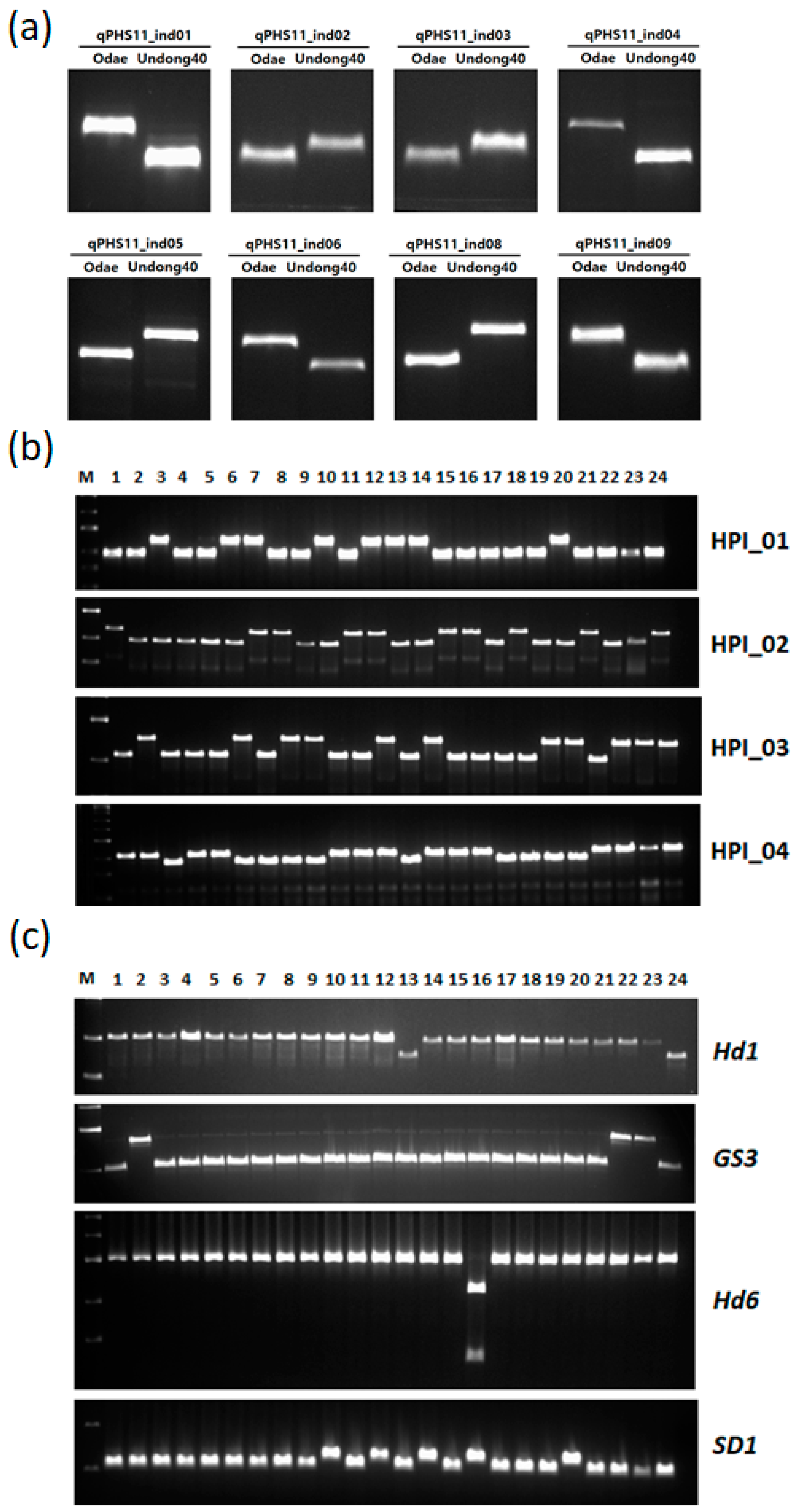 Genes 12 01749 g003 Genes 12 01749 g003