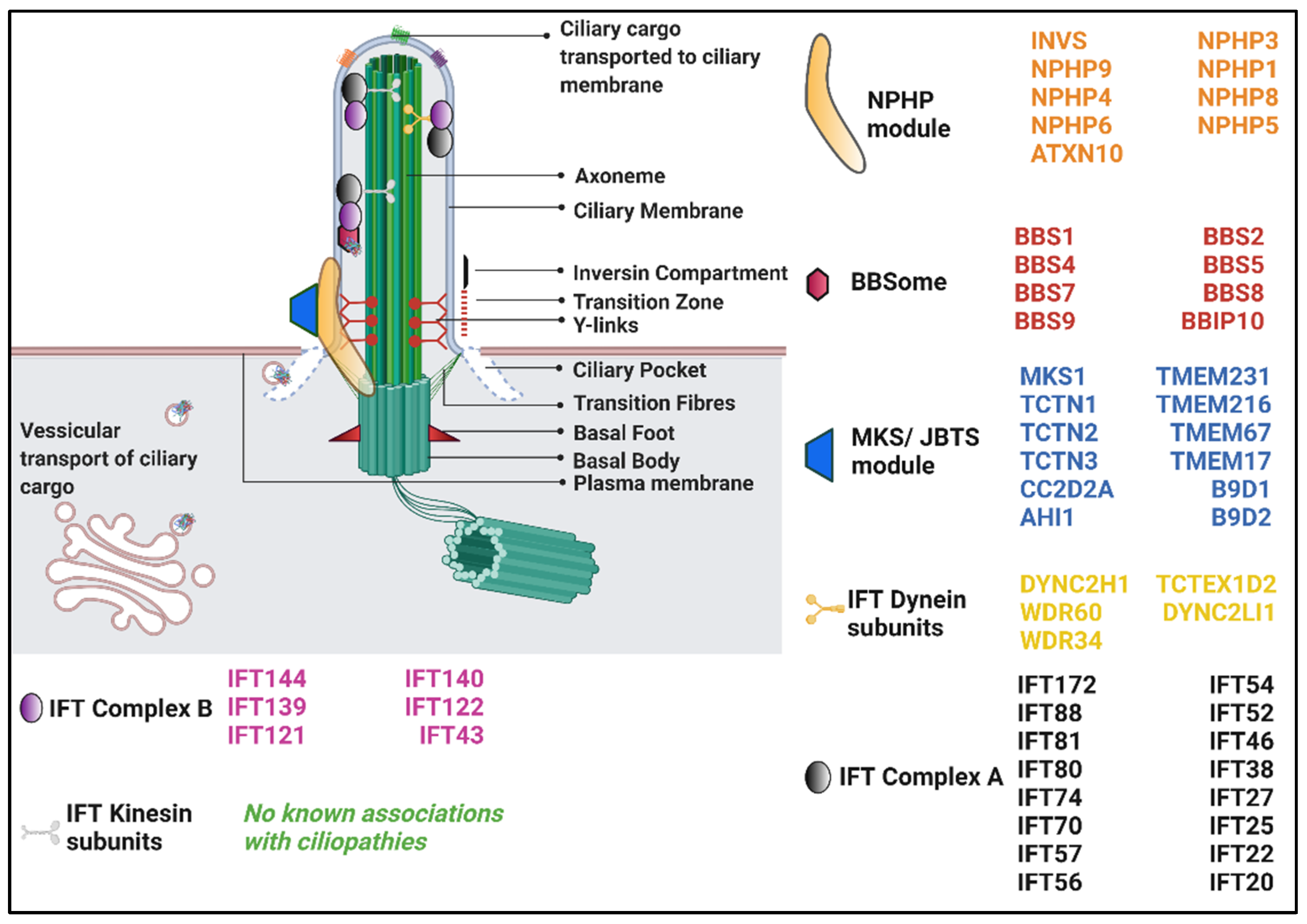 Genes 12 01762 g002