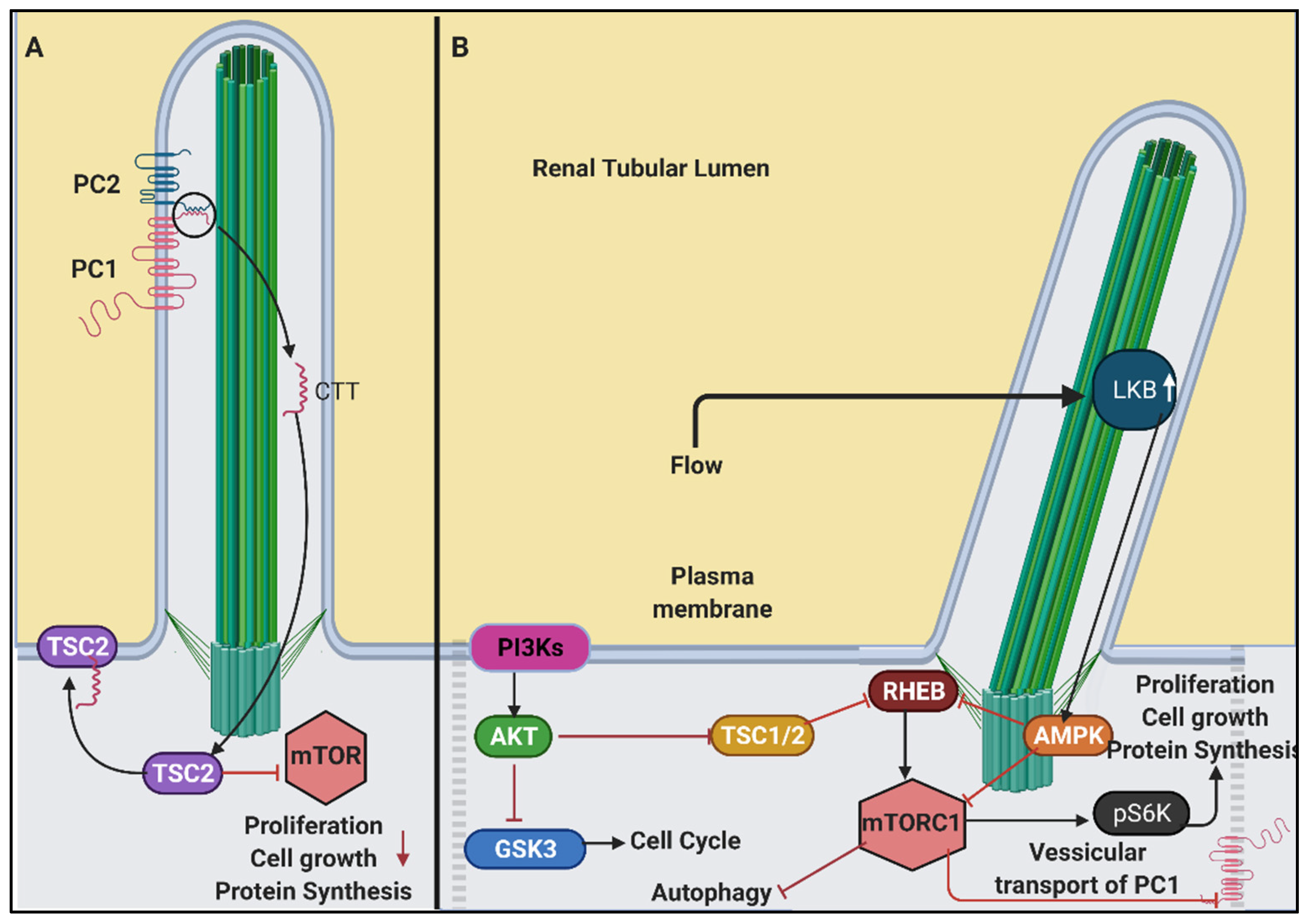Genes 12 01762 g005