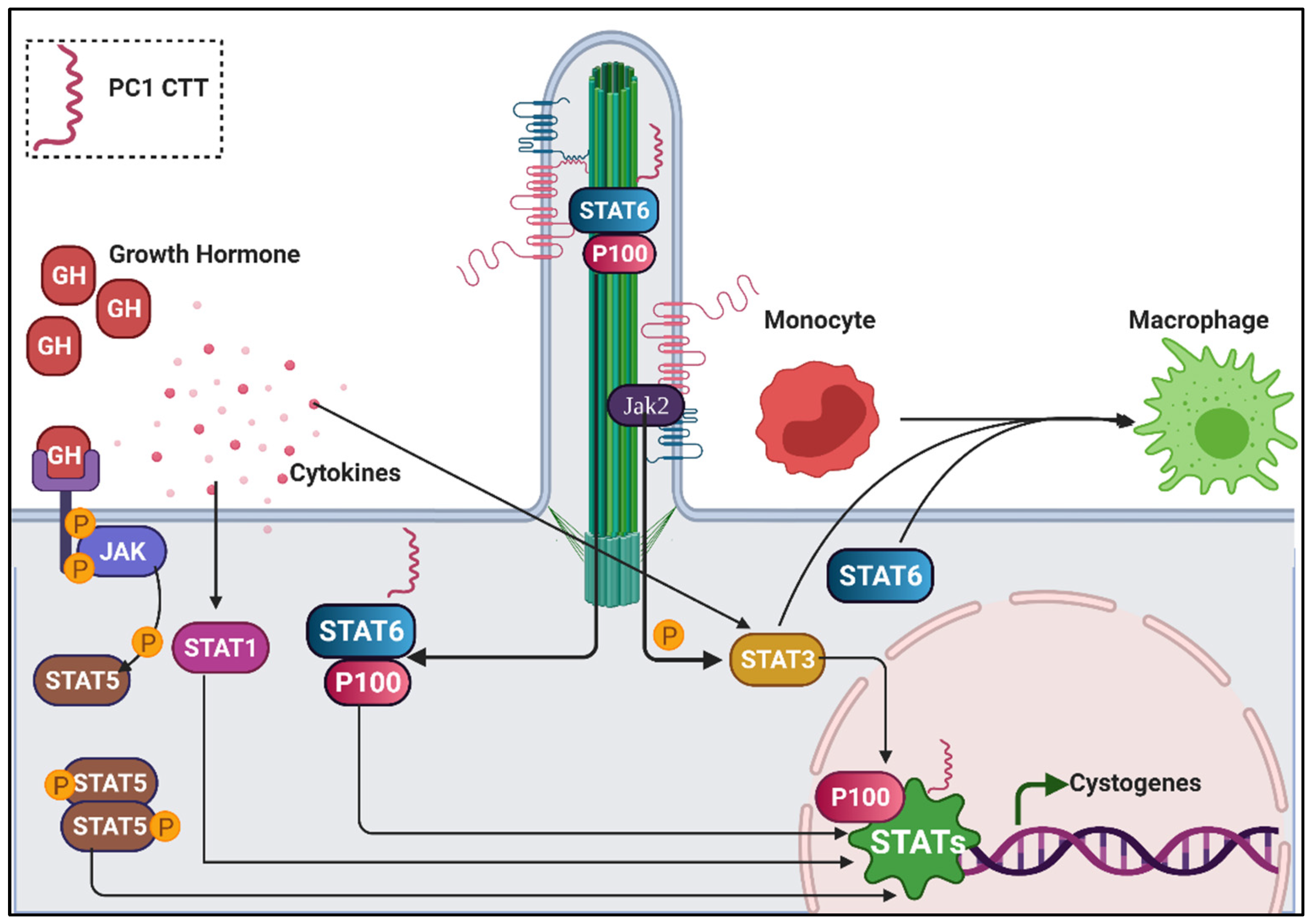 Genes 12 01762 g006