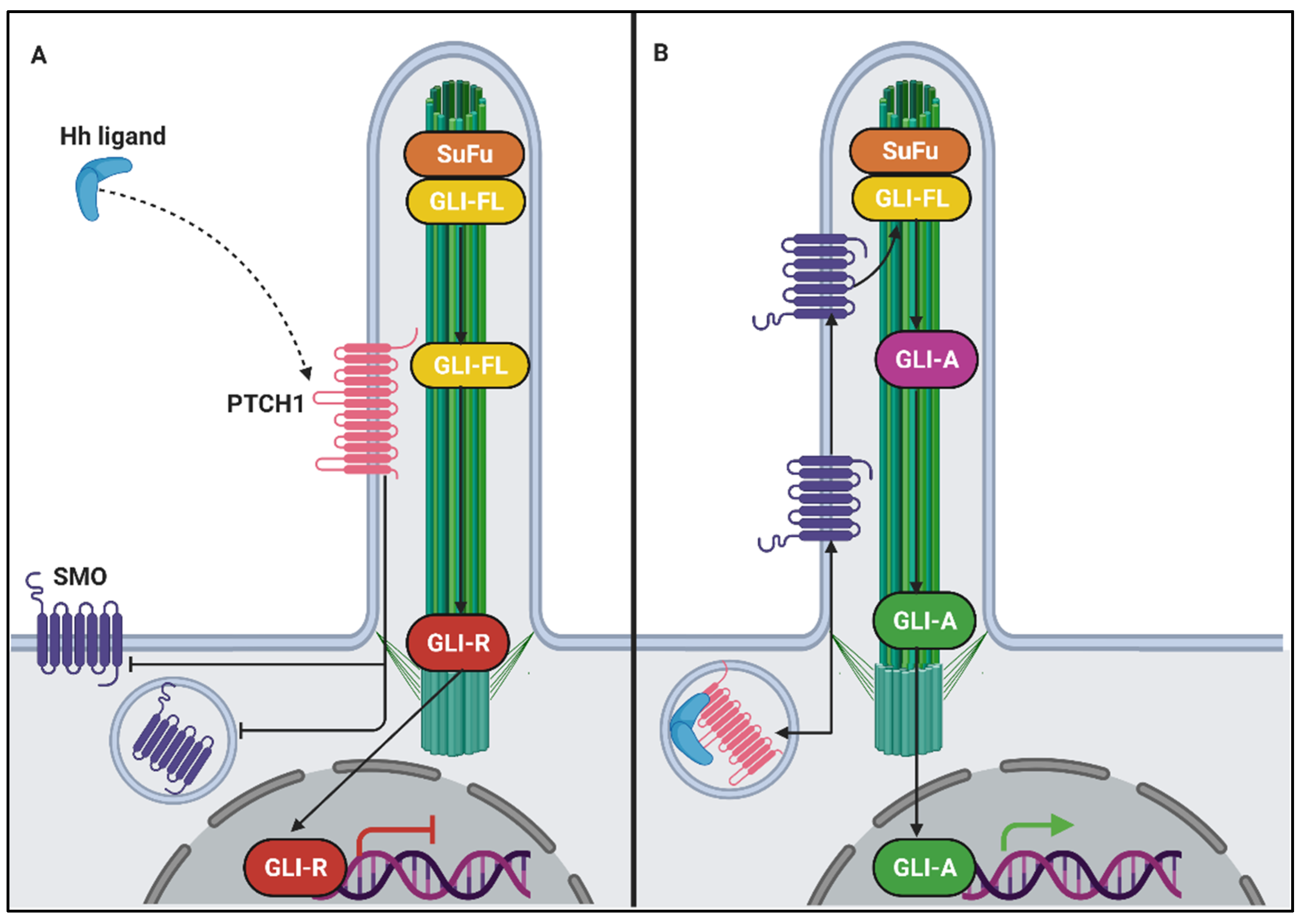 Genes 12 01762 g009