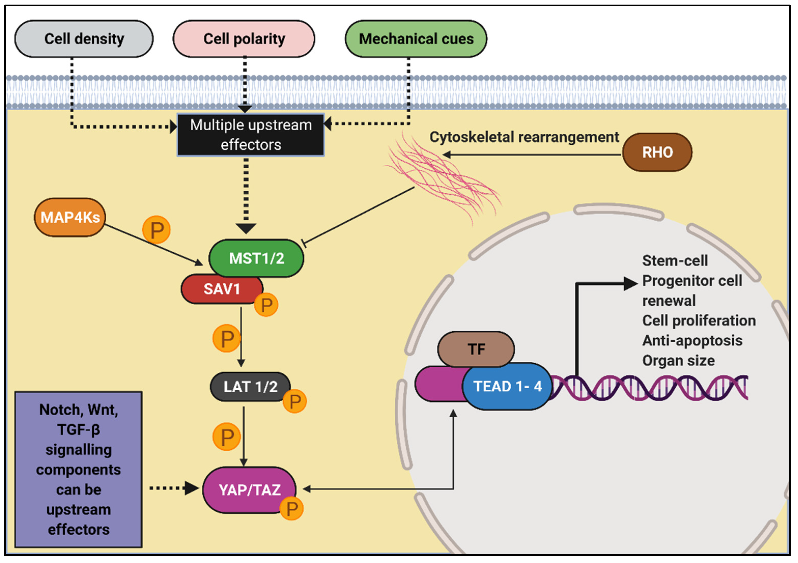 Genes 12 01762 g010