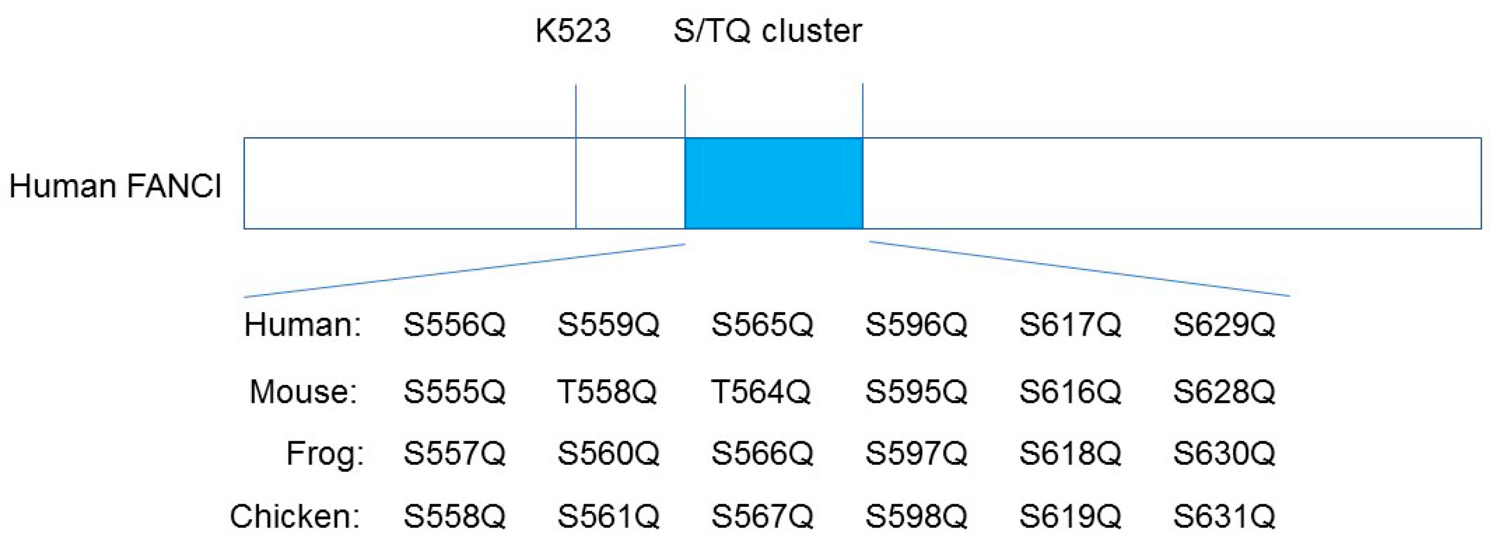 Genes 12 01763 g002 550