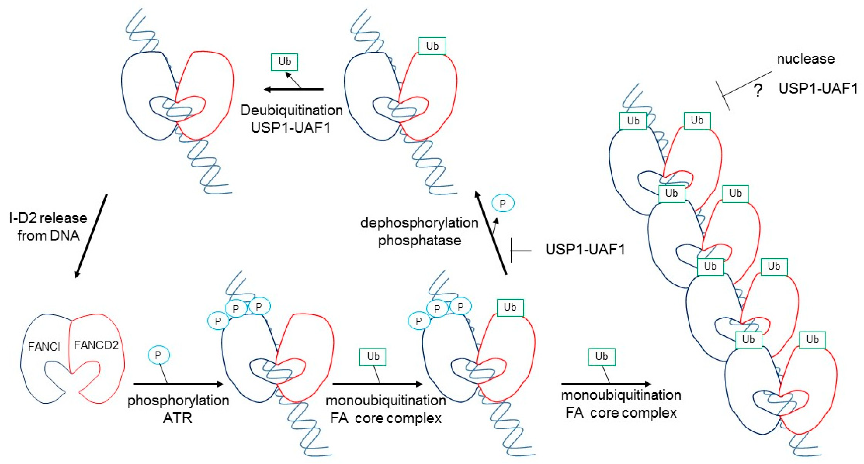 Genes 12 01763 g003 550