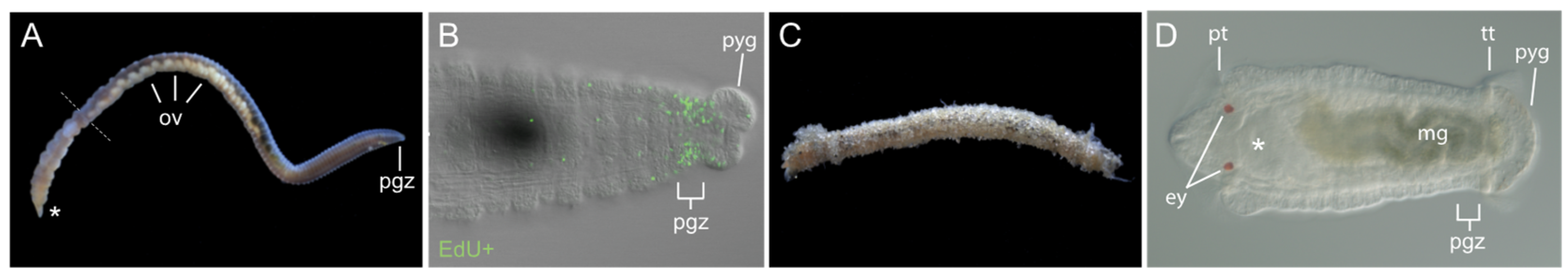 Genes 12 01769 g002 Genes 12 01769 g002