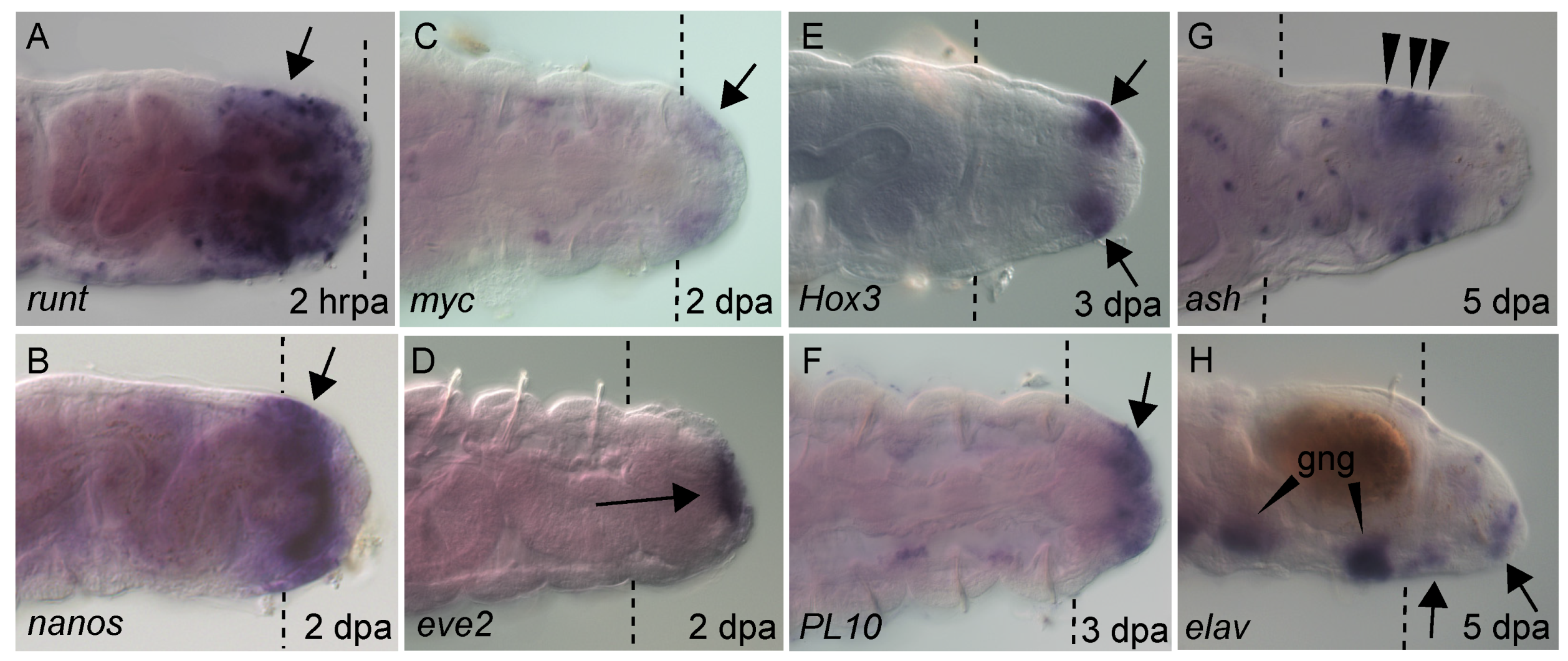 Genes 12 01769 g004 Genes 12 01769 g004