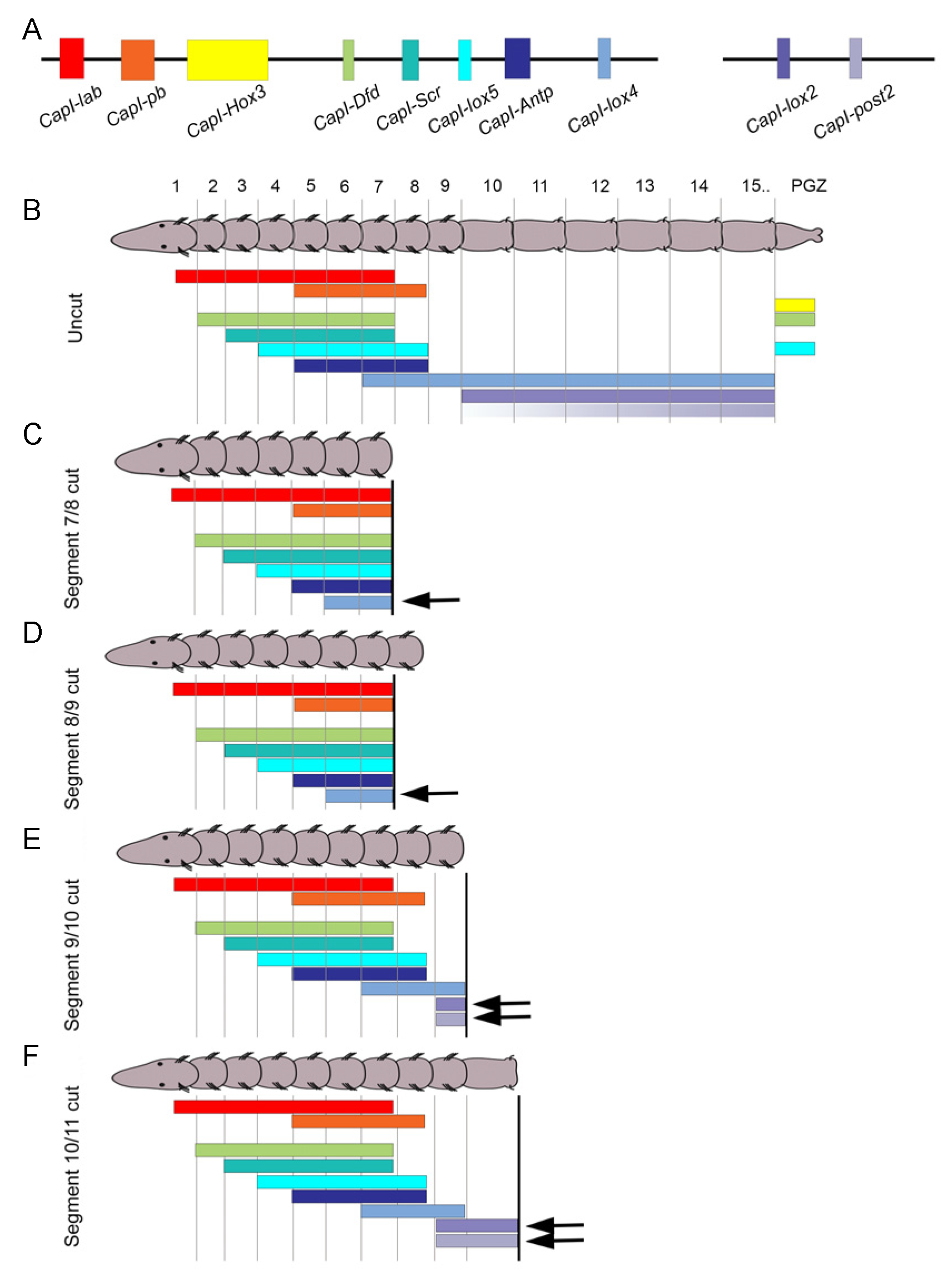 Genes 12 01769 g006 Genes 12 01769 g006