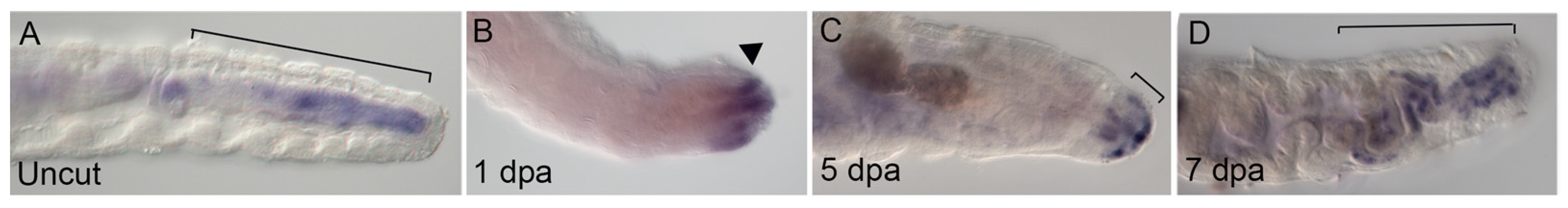 Genes 12 01769 g007 Genes 12 01769 g007