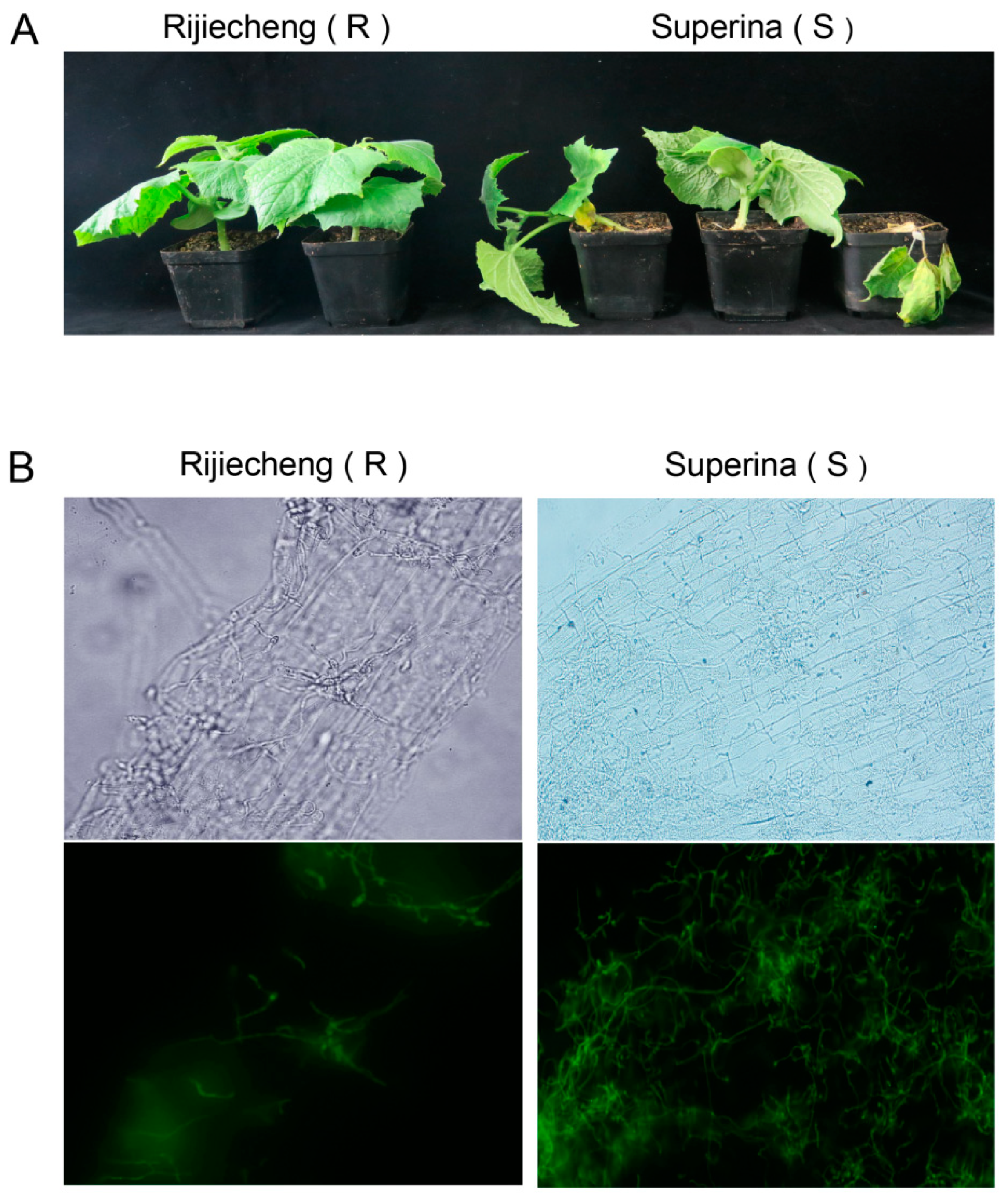 Genes 12 01781 g001 550