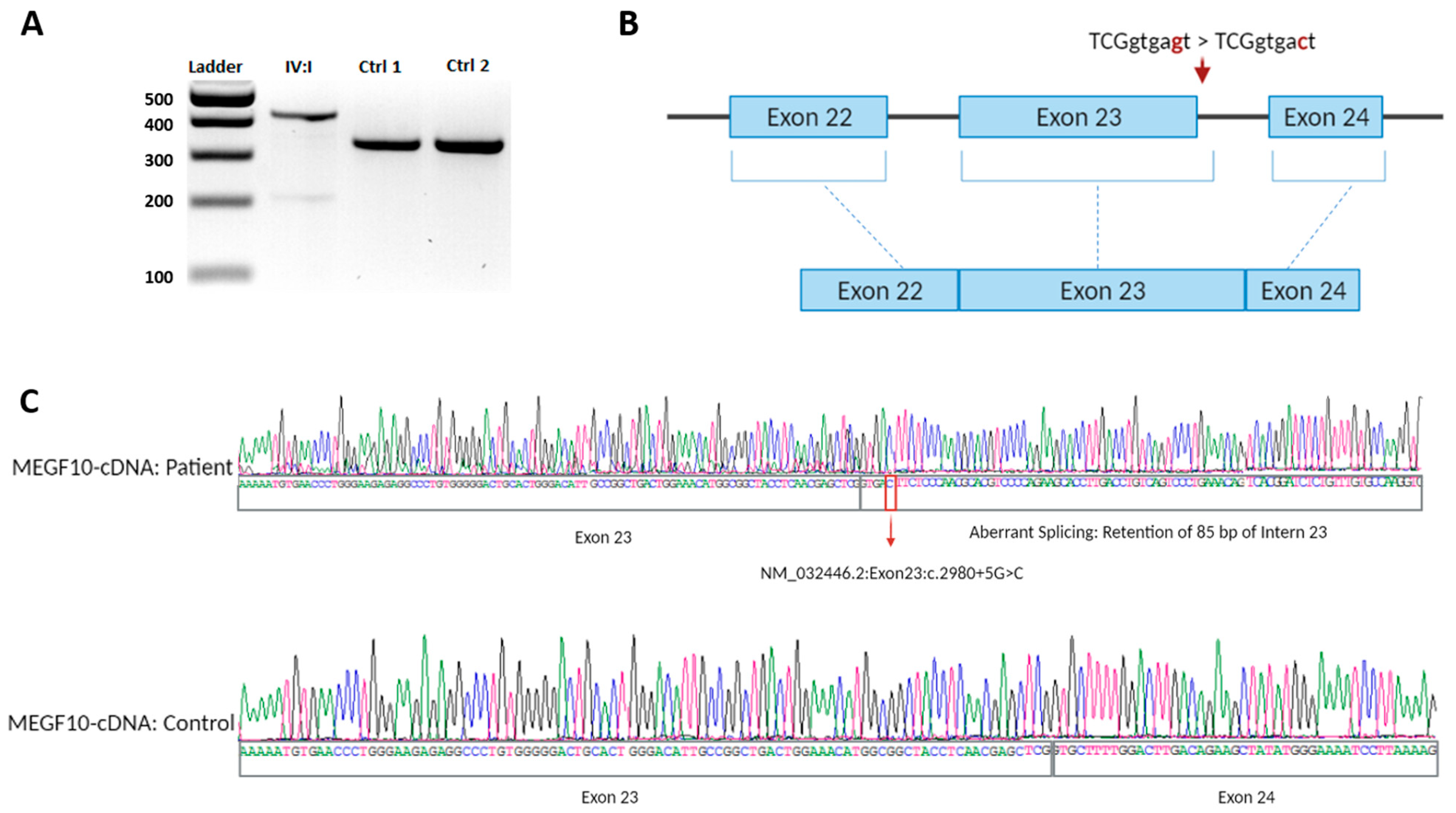 Genes 12 01783 g004 Genes 12 01783 g004
