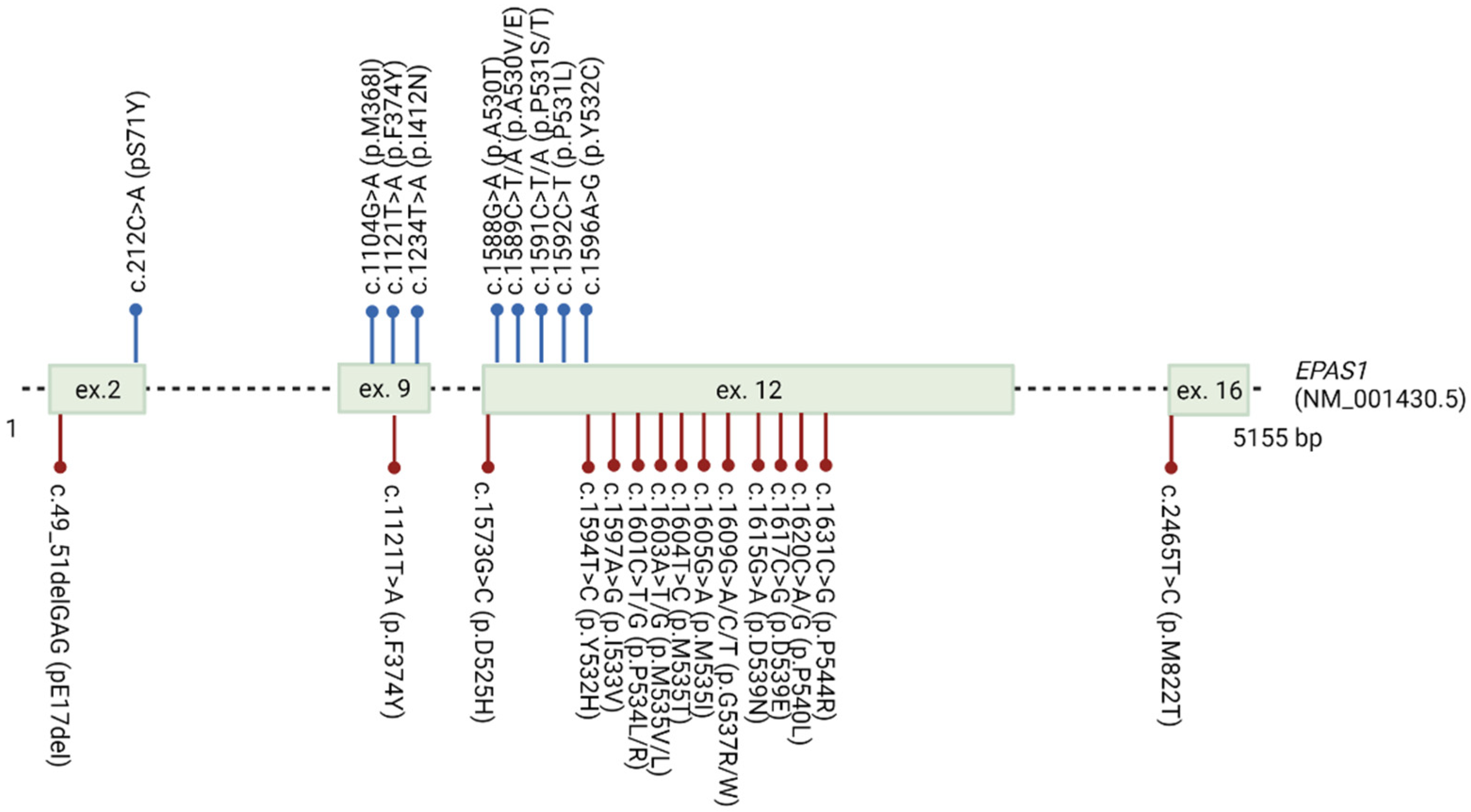 Genes Free Full Text Integration And Visualization Of Regulatory Elements And Variations Of The Epas1 Gene In Human Html