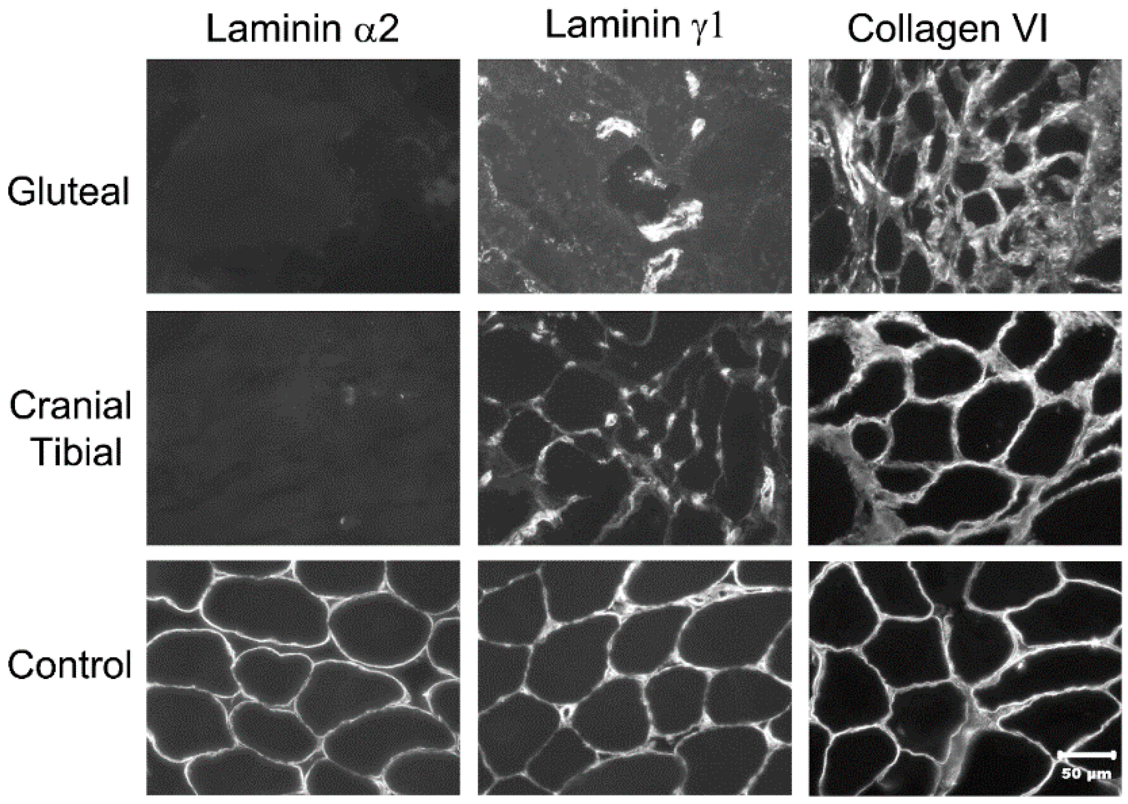 Genes 12 01823 g004 550