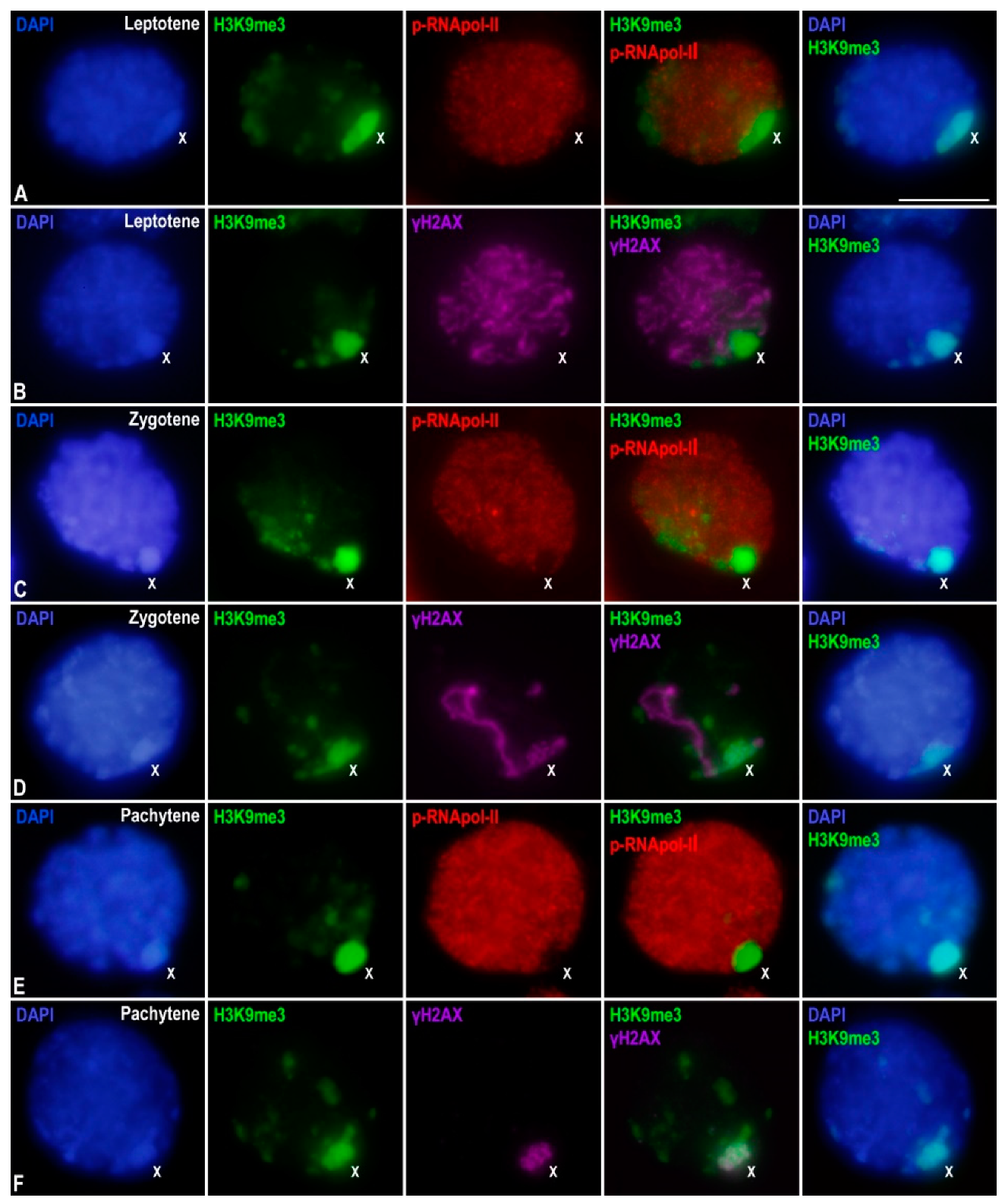 PDF) Lack of sex chromosome specific meiotic silencing in platypus