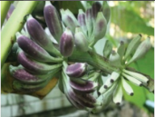 Genes 12 01881 i006 Genes 12 01881 i006