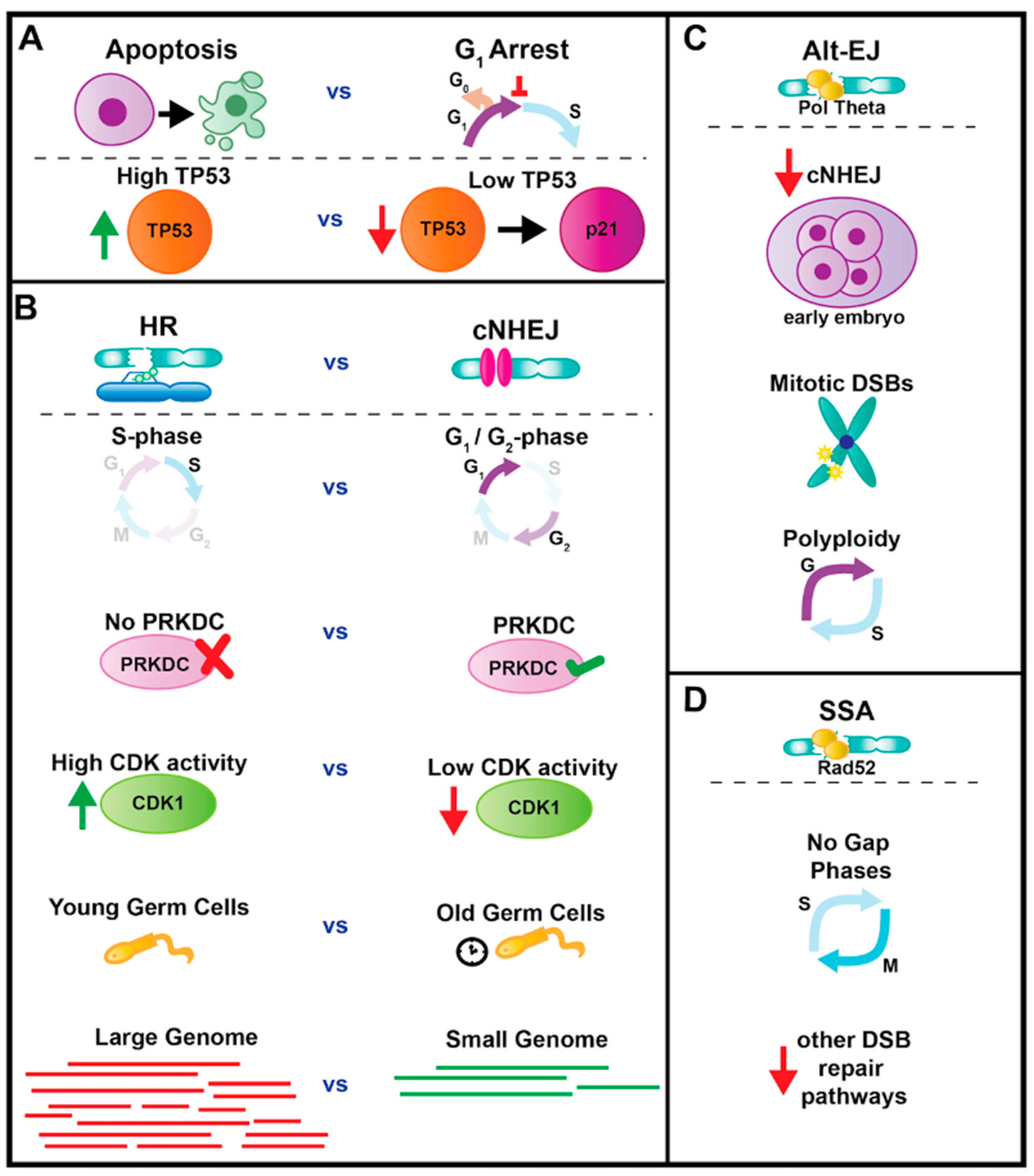 DNA Damage Responses during the Cell Cycle ... Biology Diagrams