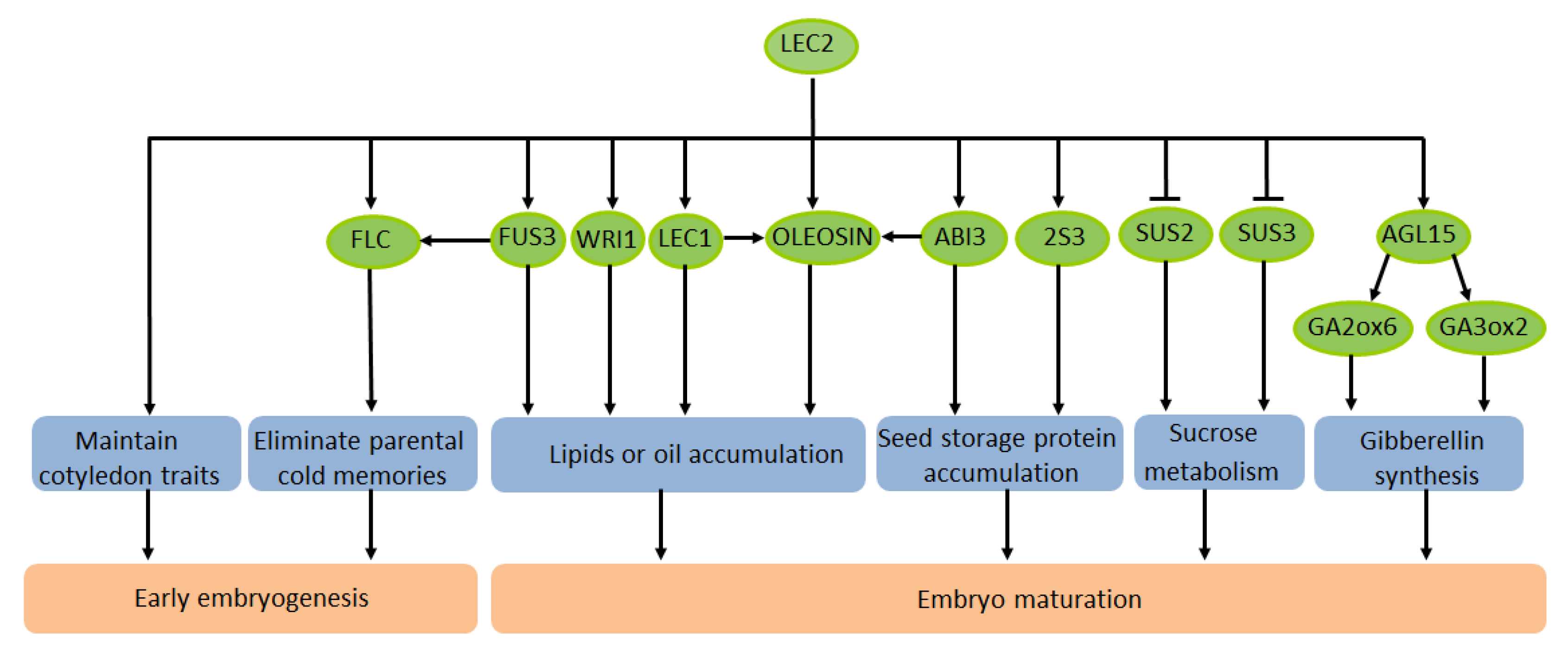 Genes 12 01896 g001