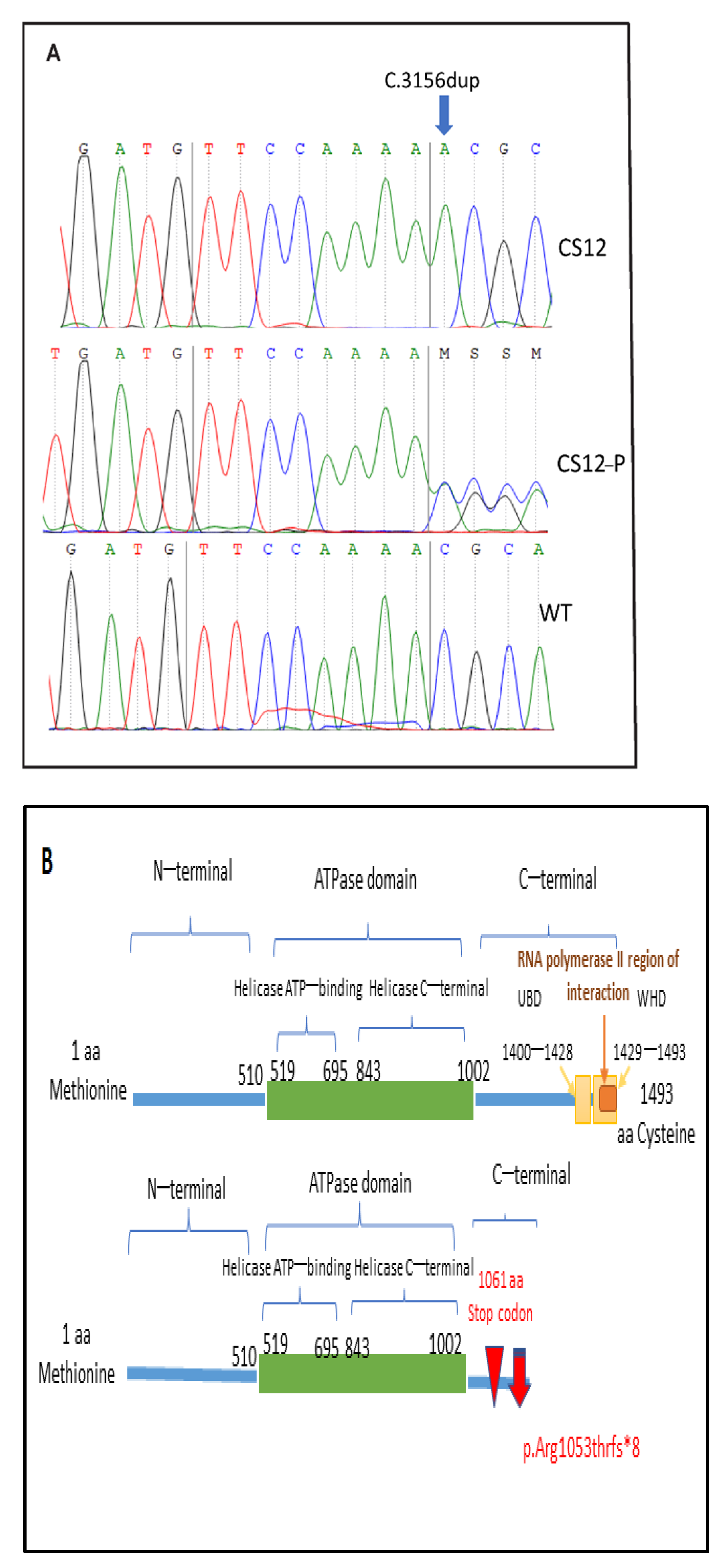 Genes 12 01922 g003