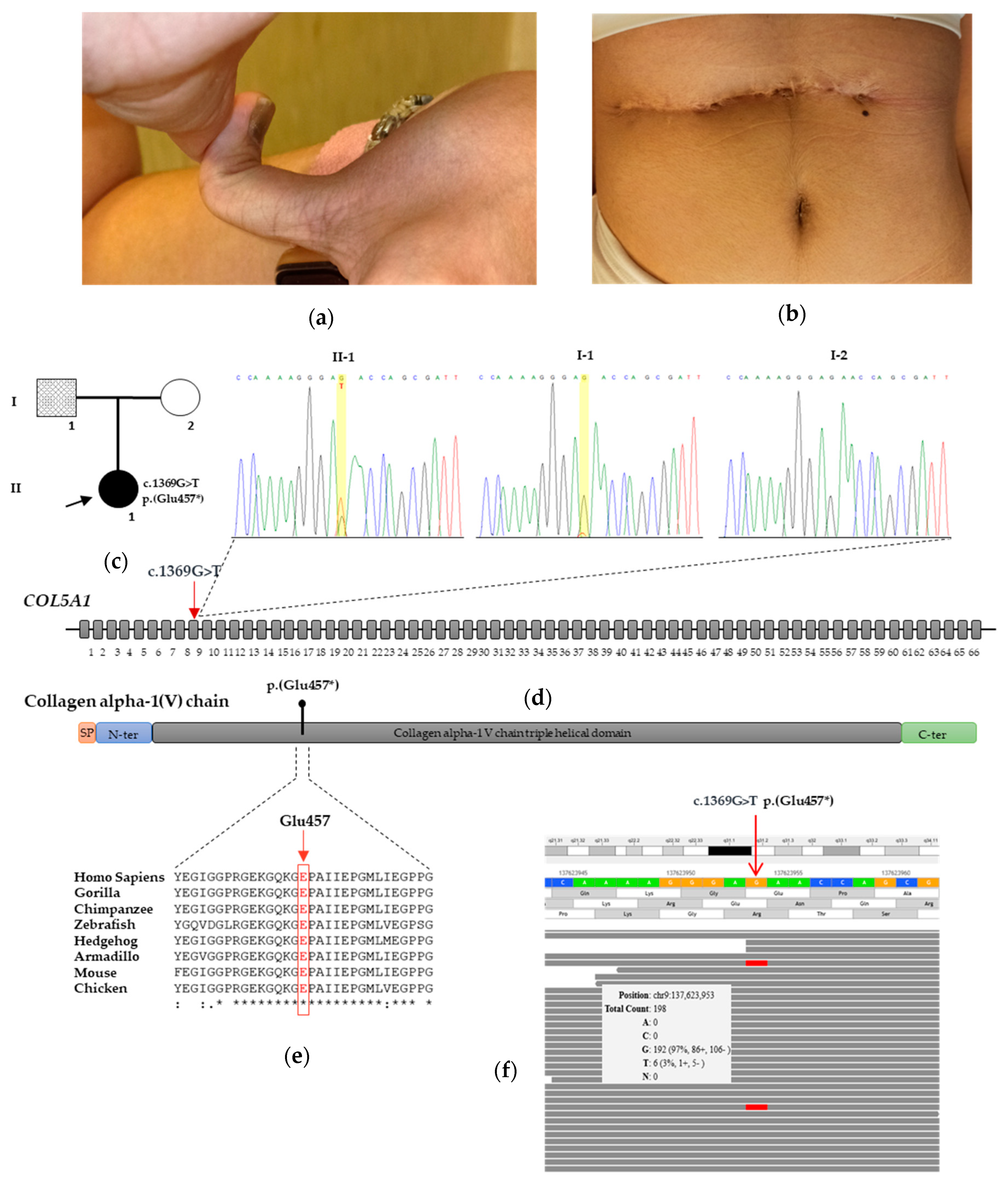 Genes 12 01928 g001 550