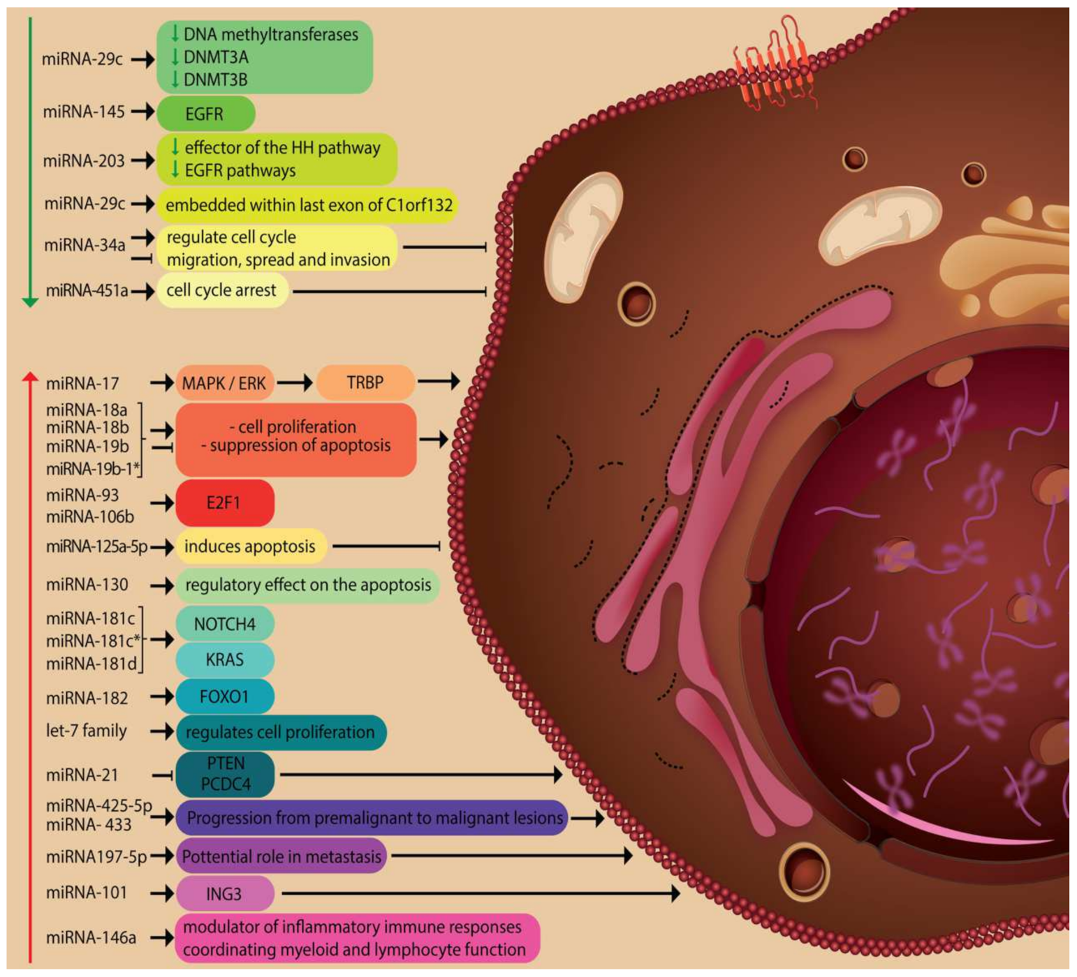 Genes 12 01929 g002 550